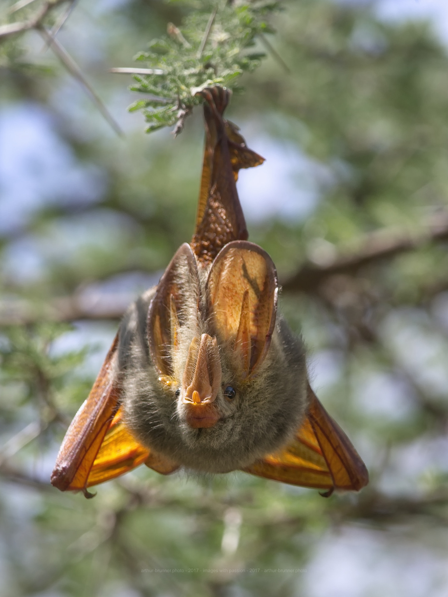 Olympus OM-D E-M1 + M.300mm F4.0 + MC-14 sample photo. Gelbflügel-fledermaus photography