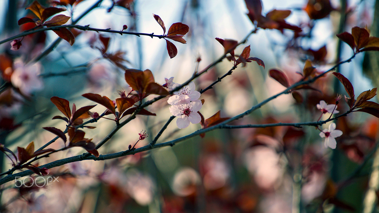 Sony a7S II + Sony FE 70-200mm F4 G OSS sample photo. Another night, another dream but always you 0303 photography