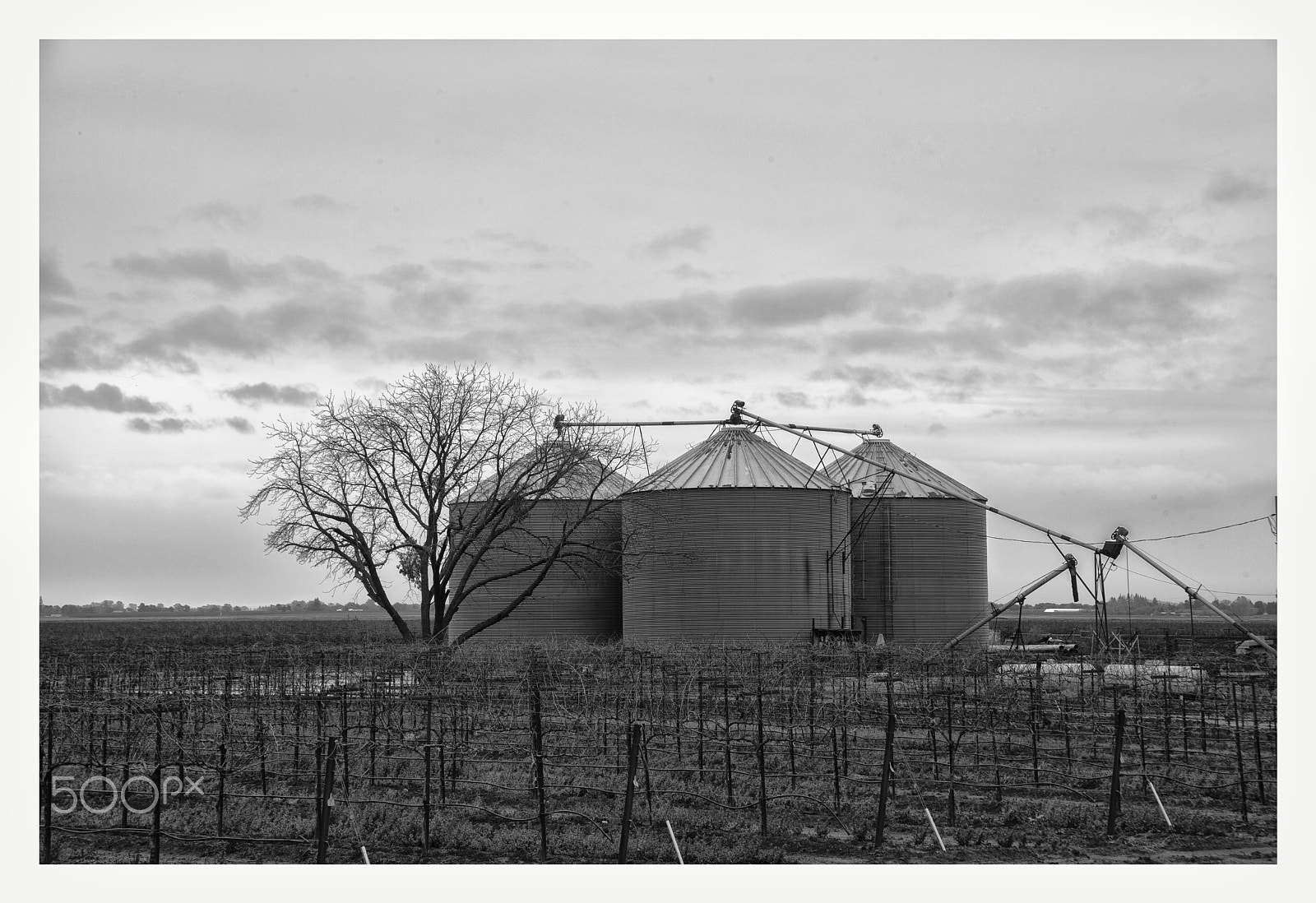 Canon EF 28-105mm f/3.5-4.5 USM sample photo. Vineyards, elk groove, ca photography