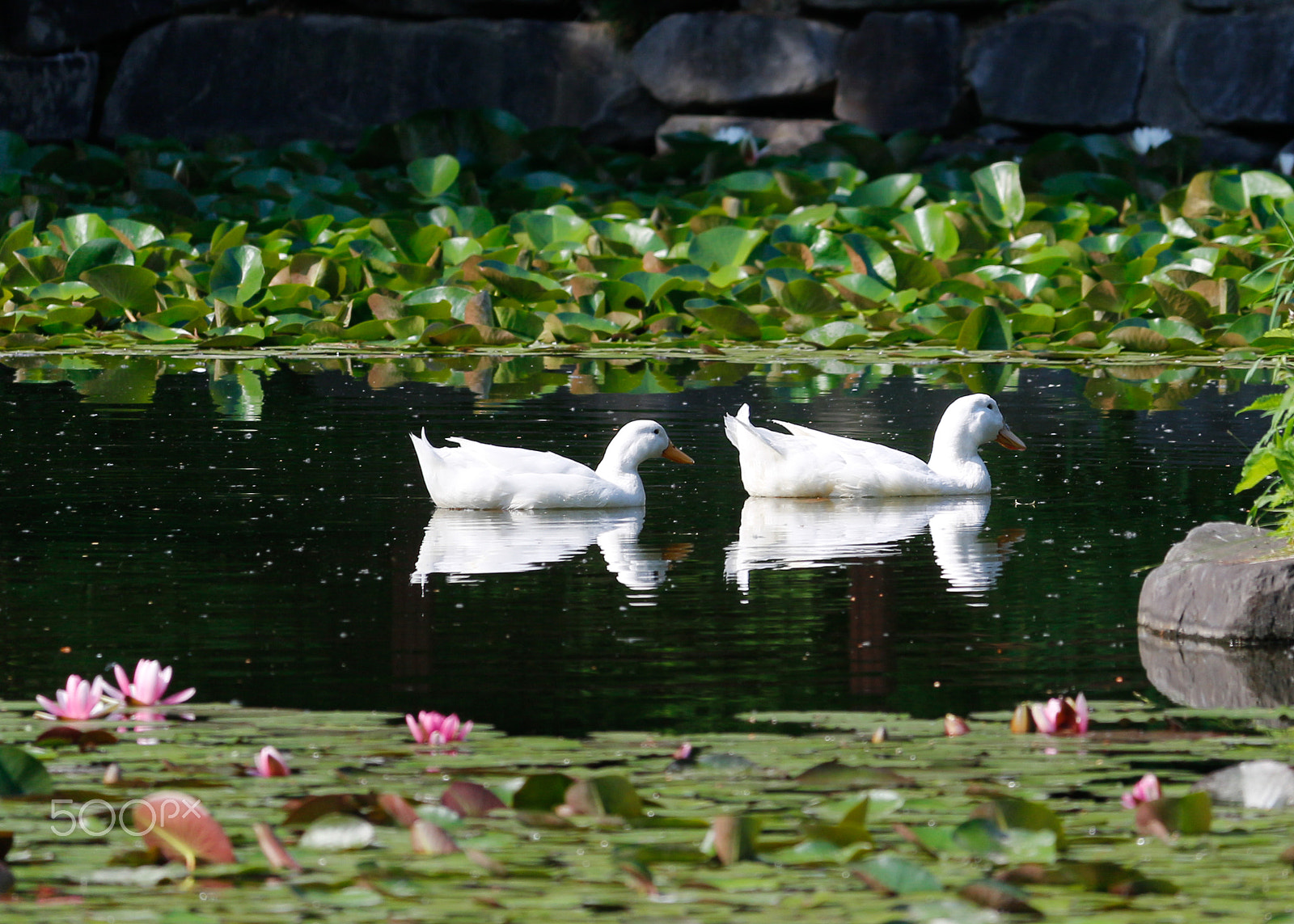 Canon EF-S 55-250mm F4-5.6 IS STM sample photo. Two ducks photography