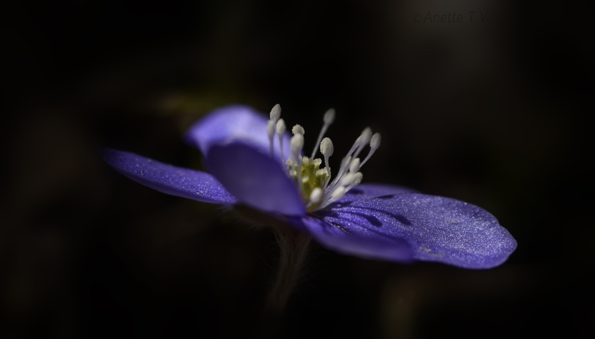 Nikon AF-S Micro-Nikkor 105mm F2.8G IF-ED VR sample photo. Spring flower .. photography