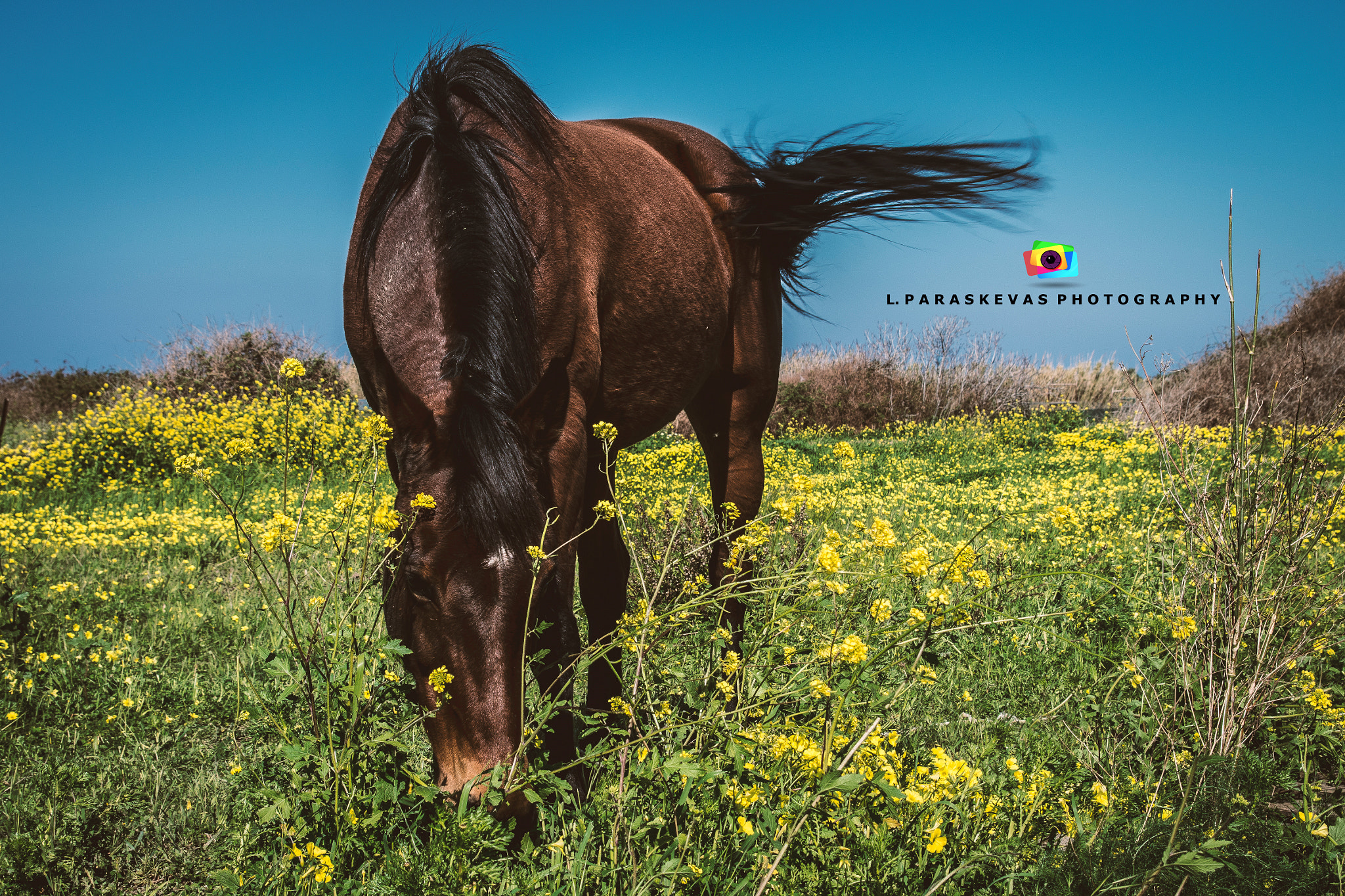 Nikon D7200 sample photo. Horse photography