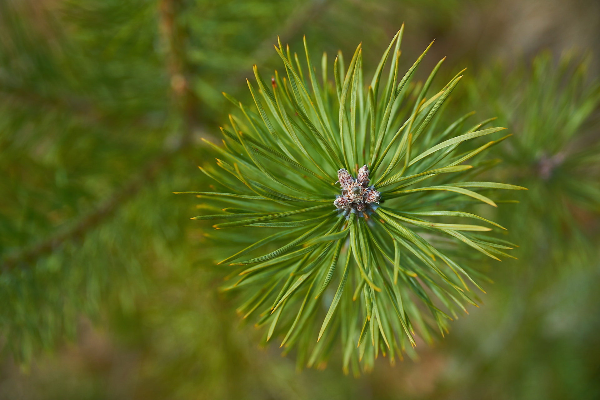 Sony E PZ 18-105mm F4 G OSS sample photo. Relaxing - spring green photography