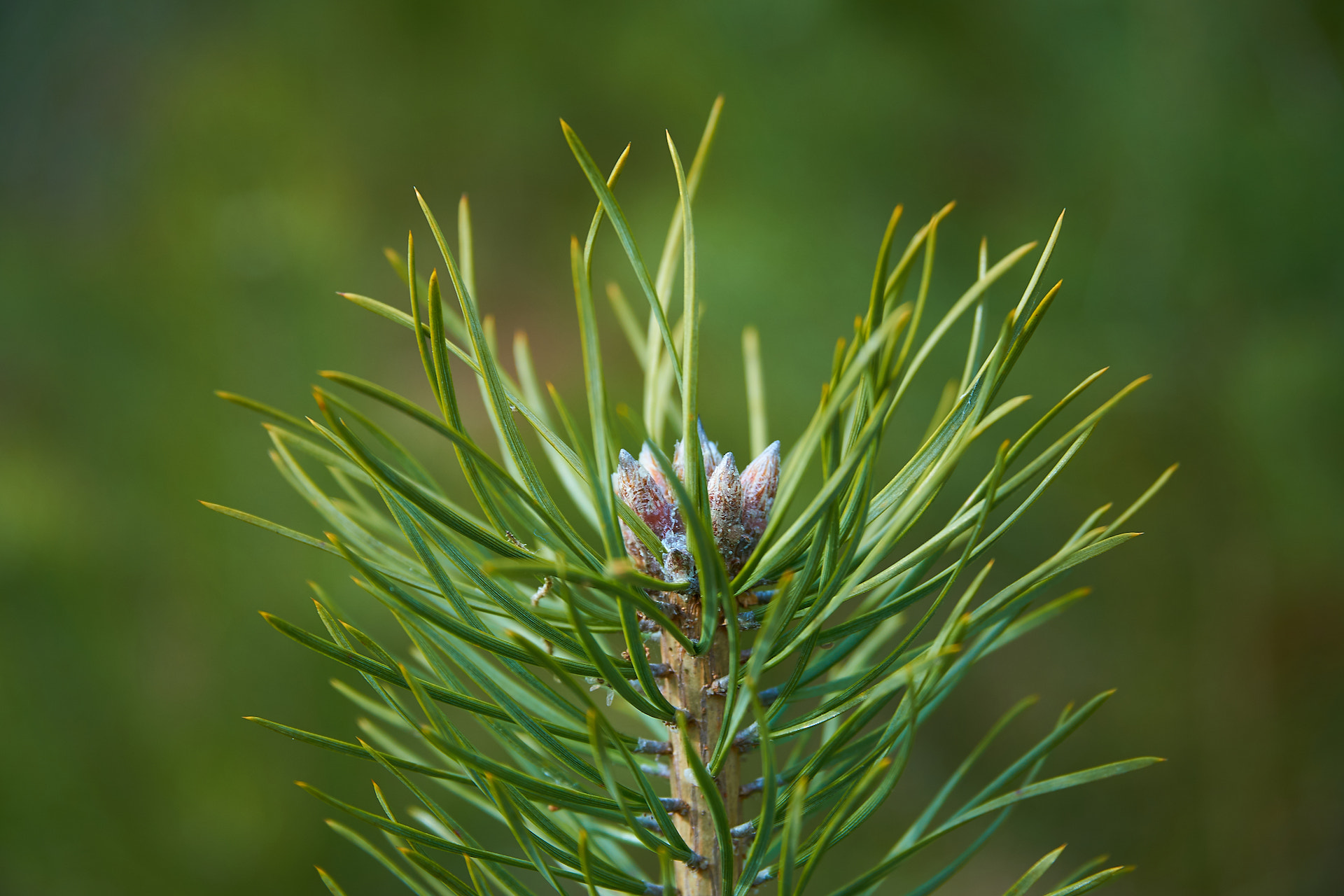 Sony E PZ 18-105mm F4 G OSS sample photo. Relaxing - spring green photography