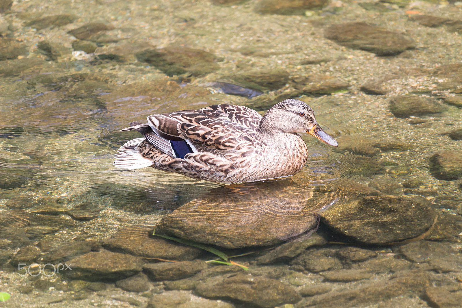 Canon EOS 100D (EOS Rebel SL1 / EOS Kiss X7) + Canon EF-S 55-250mm F4-5.6 IS STM sample photo. Duck photography