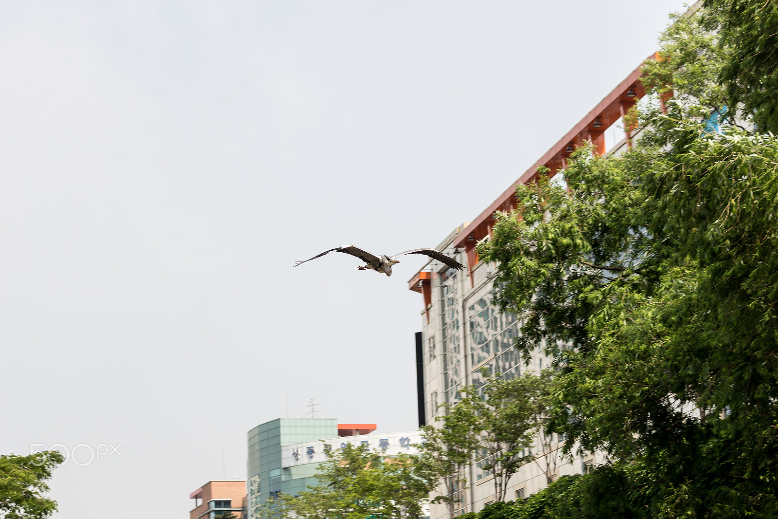 Canon EF-S 55-250mm F4-5.6 IS STM sample photo. Heron of sky photography