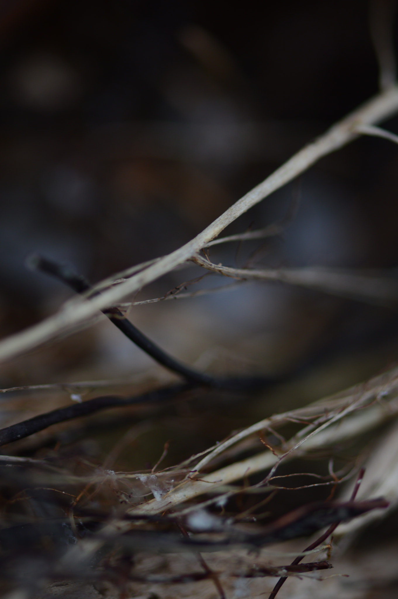 Nikon AF-S Micro-Nikkor 105mm F2.8G IF-ED VR sample photo. Pointless photography