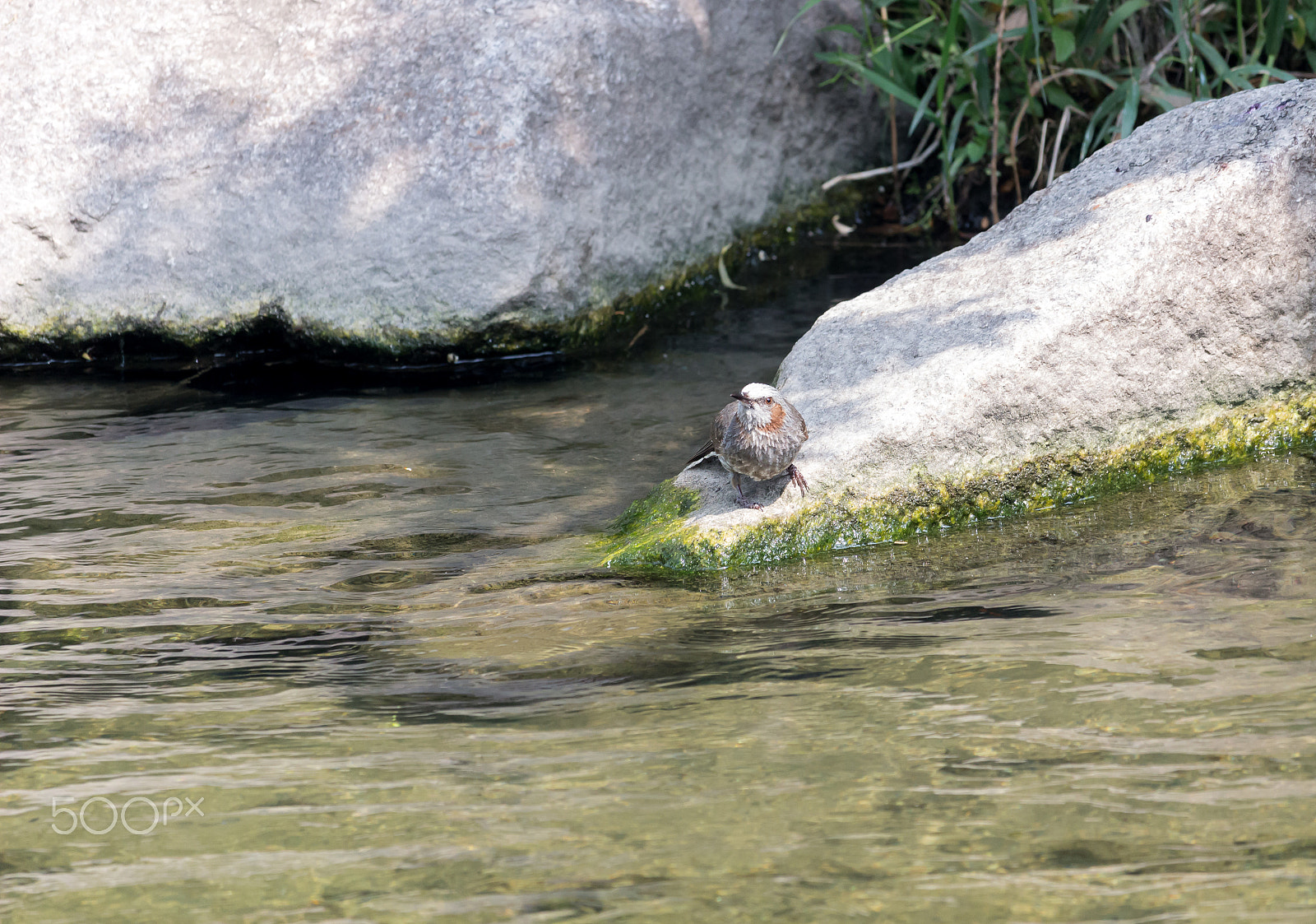 Canon EF-S 55-250mm F4-5.6 IS STM sample photo. Hypsipetes amaurotis photography