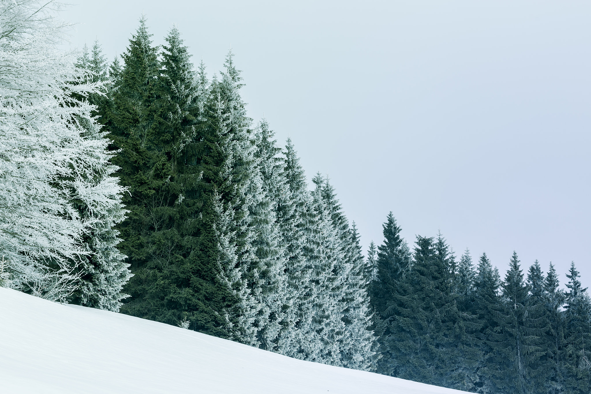Tamron SP 35mm F1.8 Di VC USD sample photo. Fir forest part 2 photography
