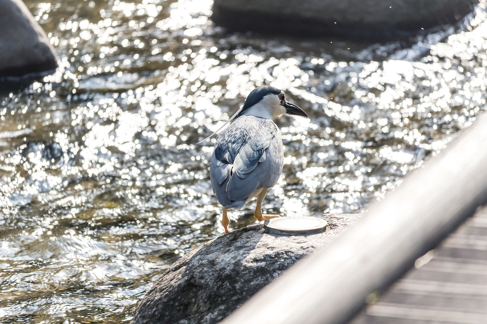 Canon EOS 100D (EOS Rebel SL1 / EOS Kiss X7) + Canon EF-S 55-250mm F4-5.6 IS STM sample photo. The white[snowy] heron photography