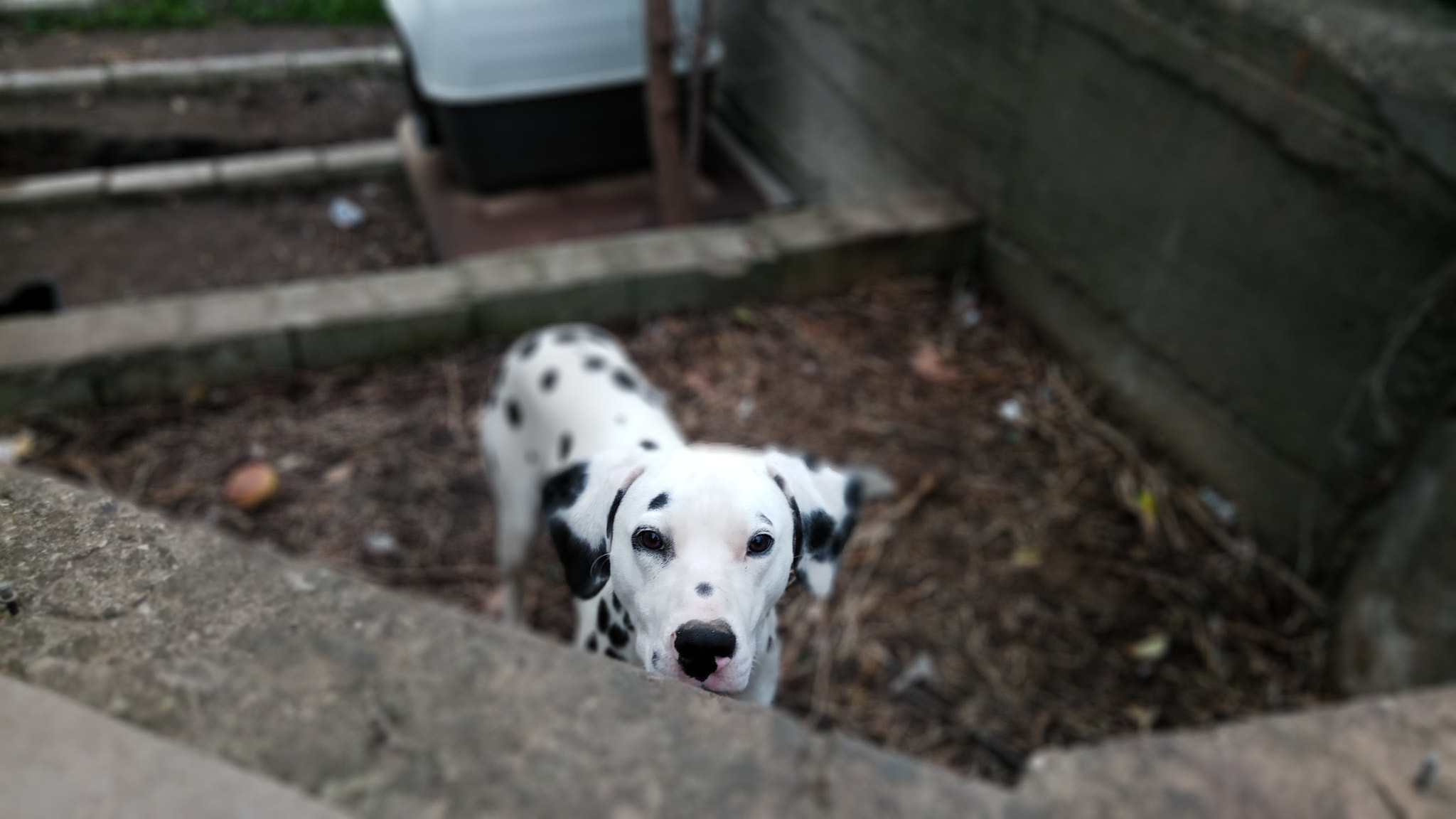 Xiaomi Redmi Pro sample photo. Dalmatian doggo photography