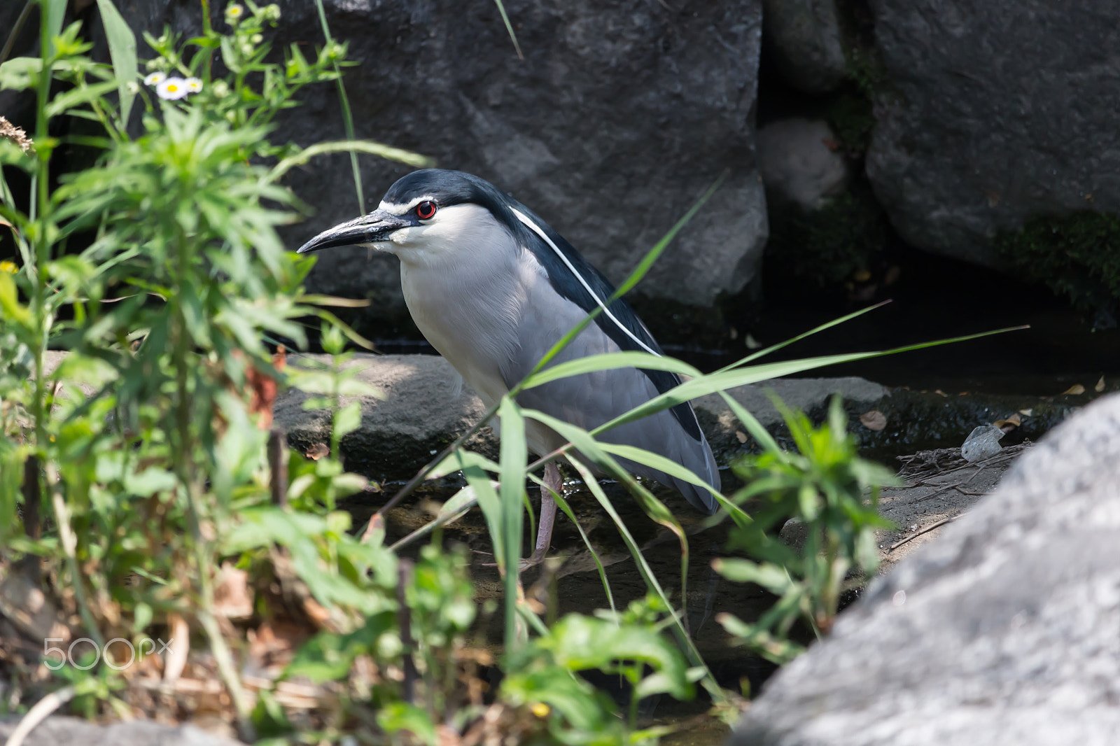 Canon EF-S 55-250mm F4-5.6 IS STM sample photo. The white[snowy] heron photography