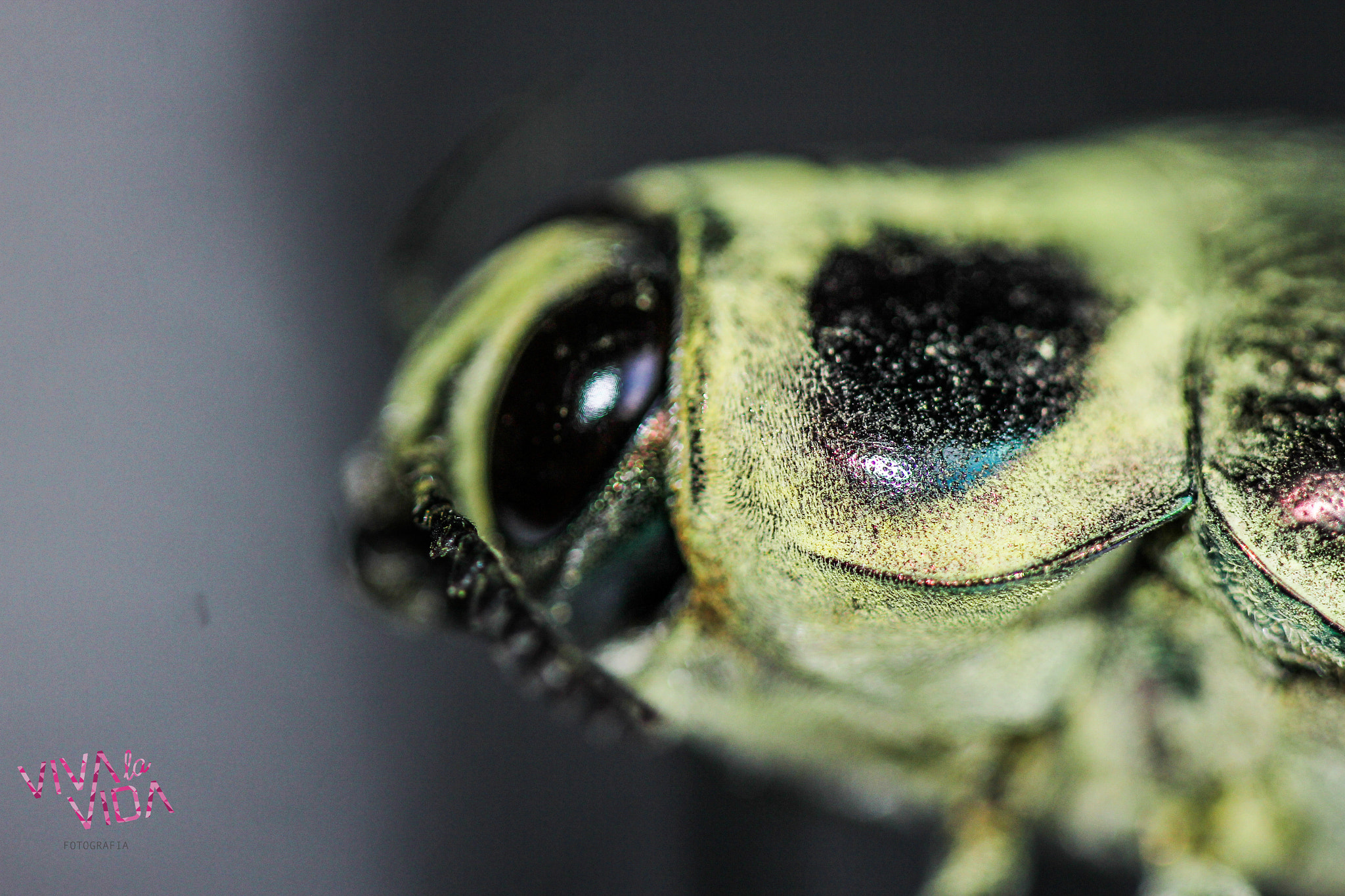 Canon EF 100mm F2.8 Macro USM sample photo. Bezouro photography
