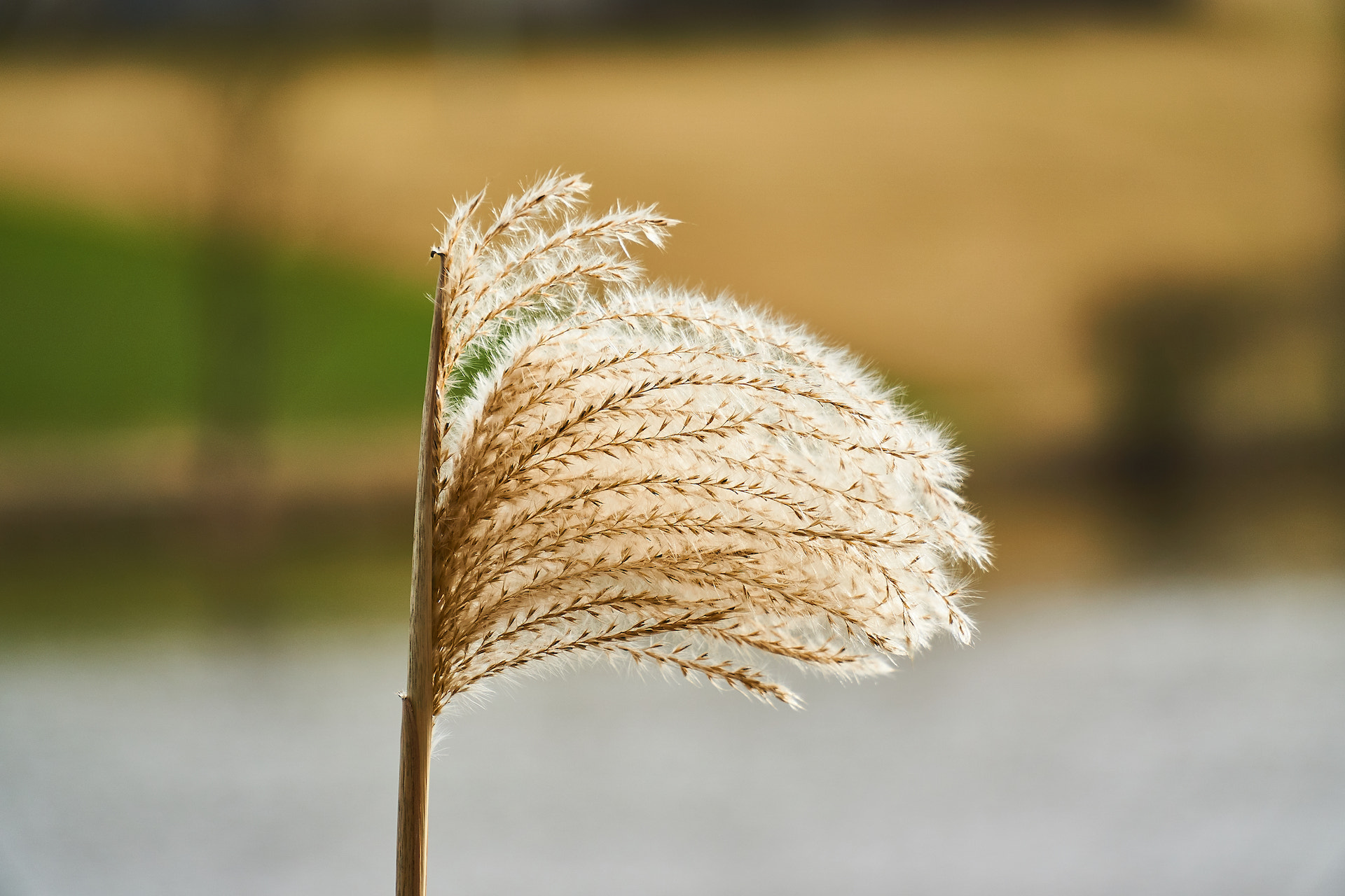 Sony E PZ 18-105mm F4 G OSS sample photo. Plant in the wind photography