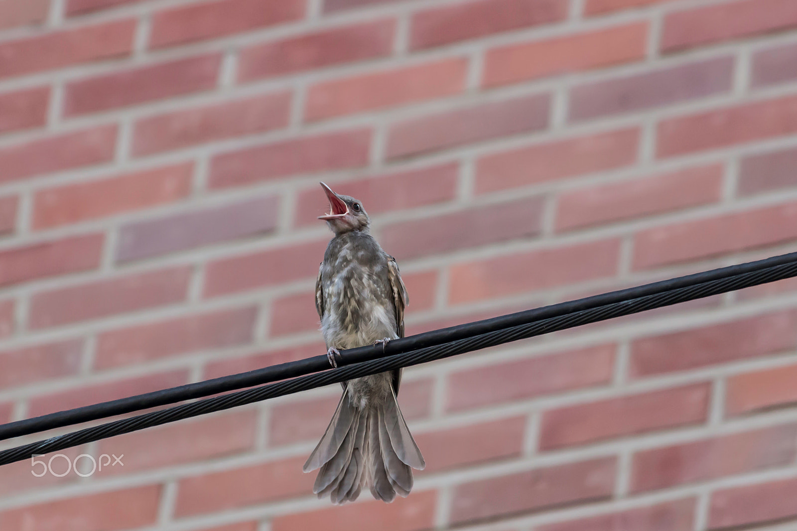 Canon EF-S 55-250mm F4-5.6 IS STM sample photo. Bird photography