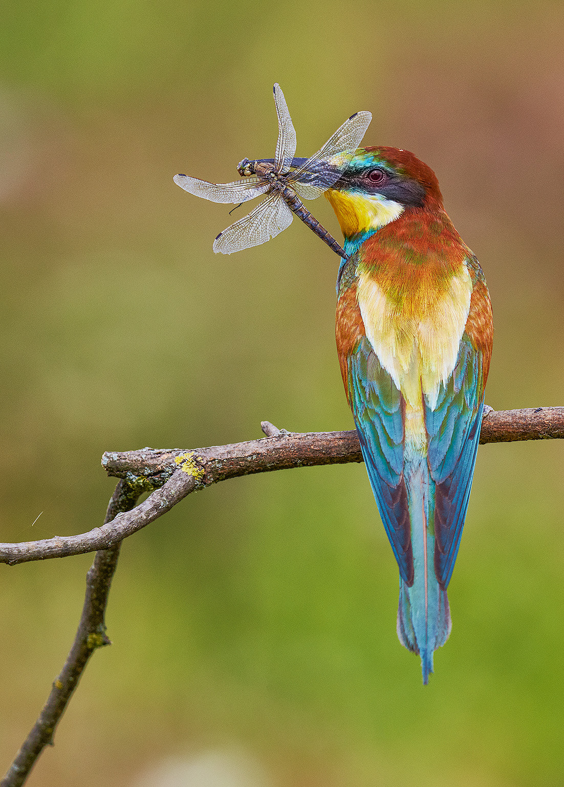 Canon EF 600mm F4L IS II USM sample photo. Birds from hungary photography