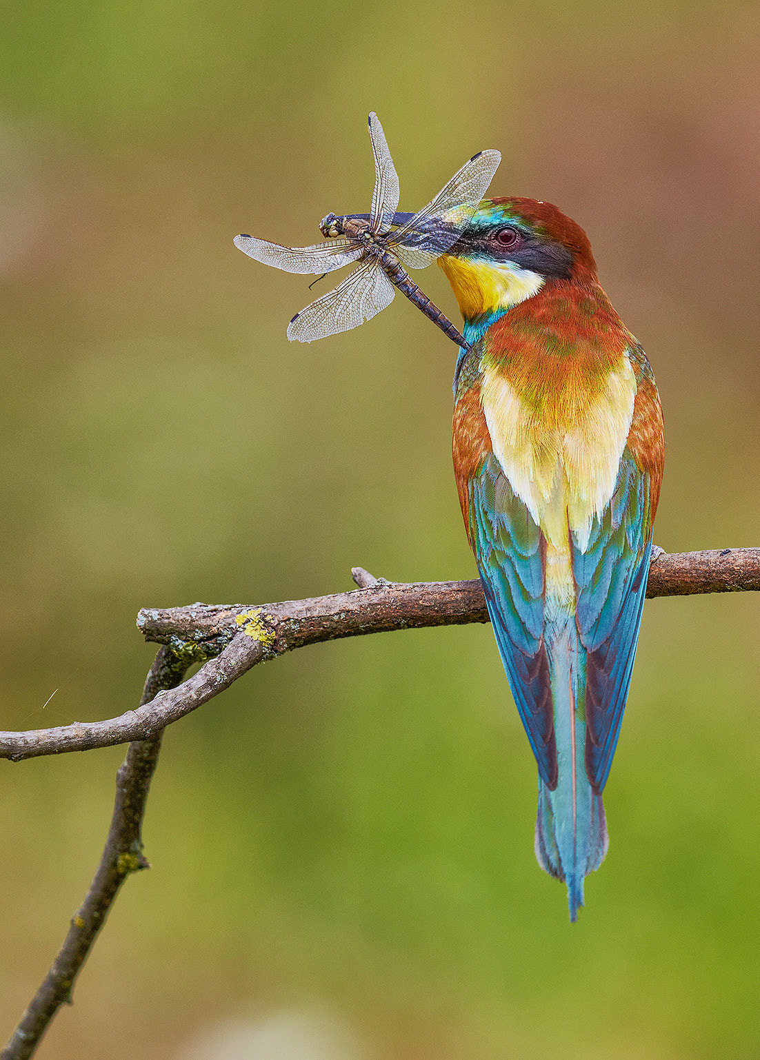 Canon EOS-1D X + Canon EF 600mm F4L IS II USM sample photo. Birds from hungary photography