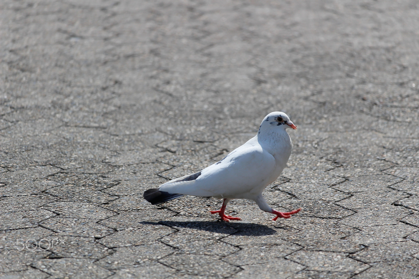 Canon EF-S 55-250mm F4-5.6 IS STM sample photo. Mg photography