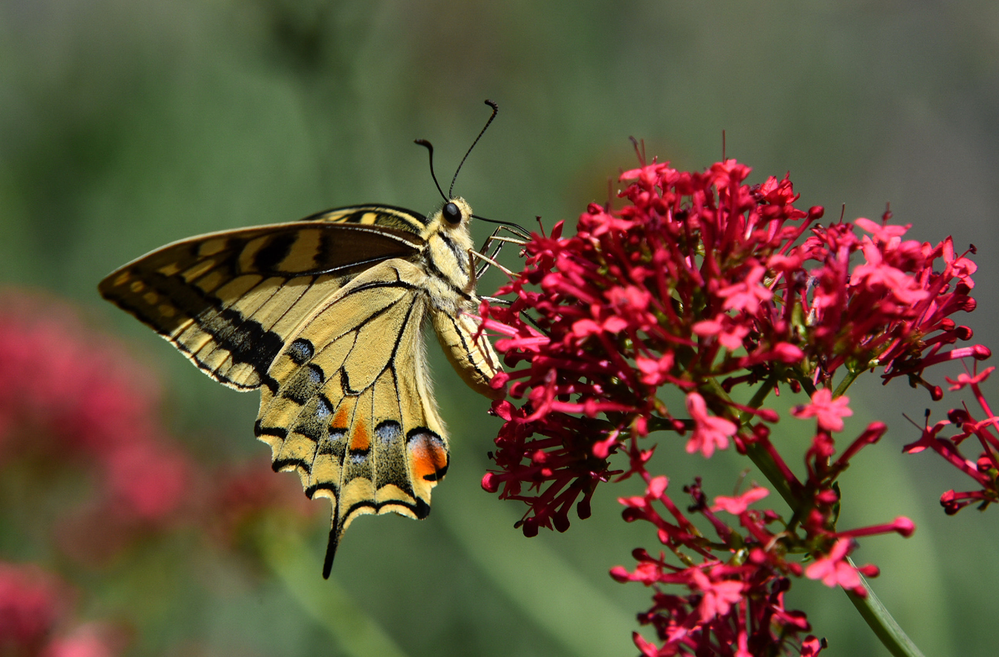 Nikon D750 + Sigma 70-200mm F2.8 EX DG Macro HSM II sample photo. Macaone.... photography