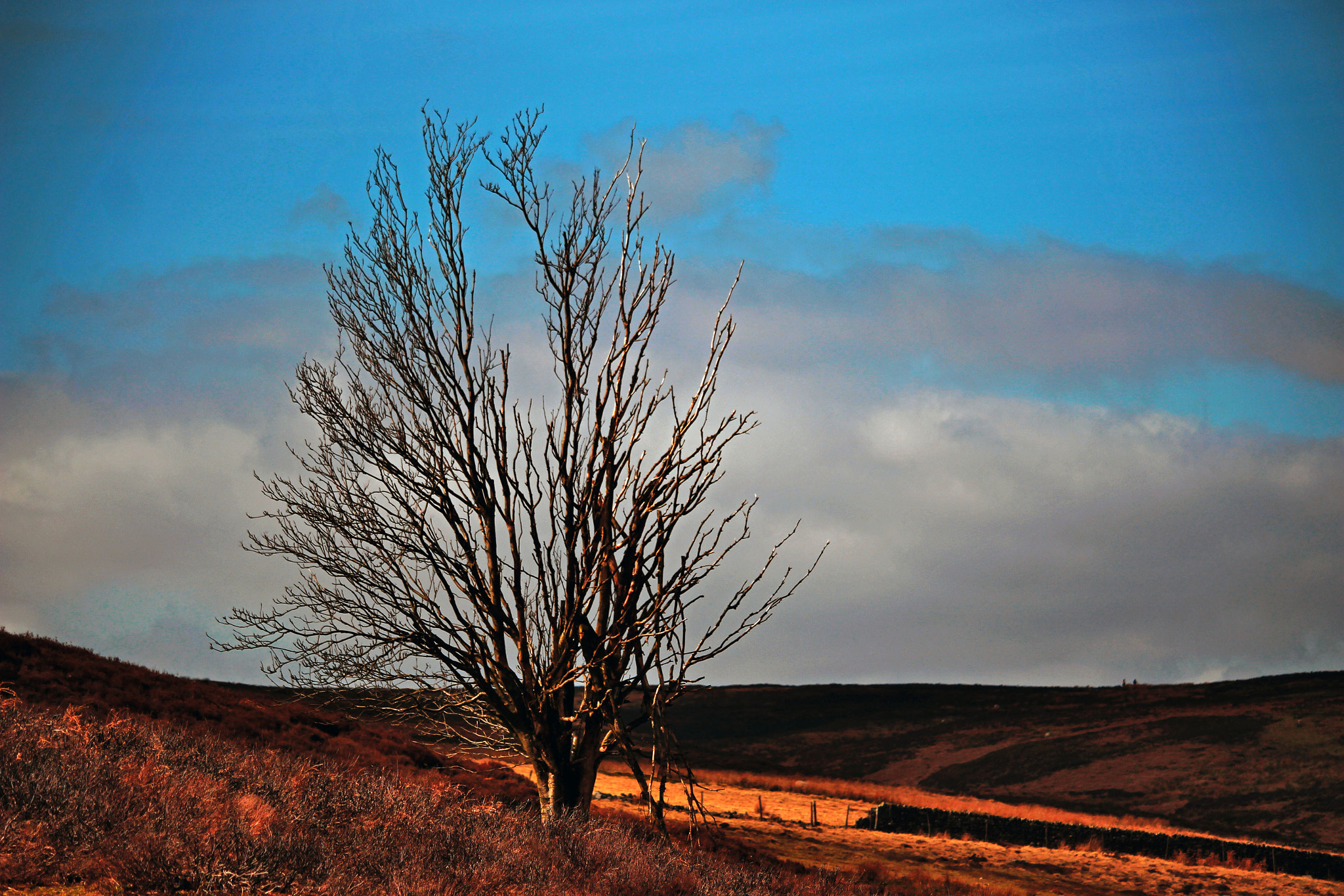 Canon EOS 100D (EOS Rebel SL1 / EOS Kiss X7) + Canon EF-S 55-250mm F4-5.6 IS STM sample photo. Stark moorland tree photography