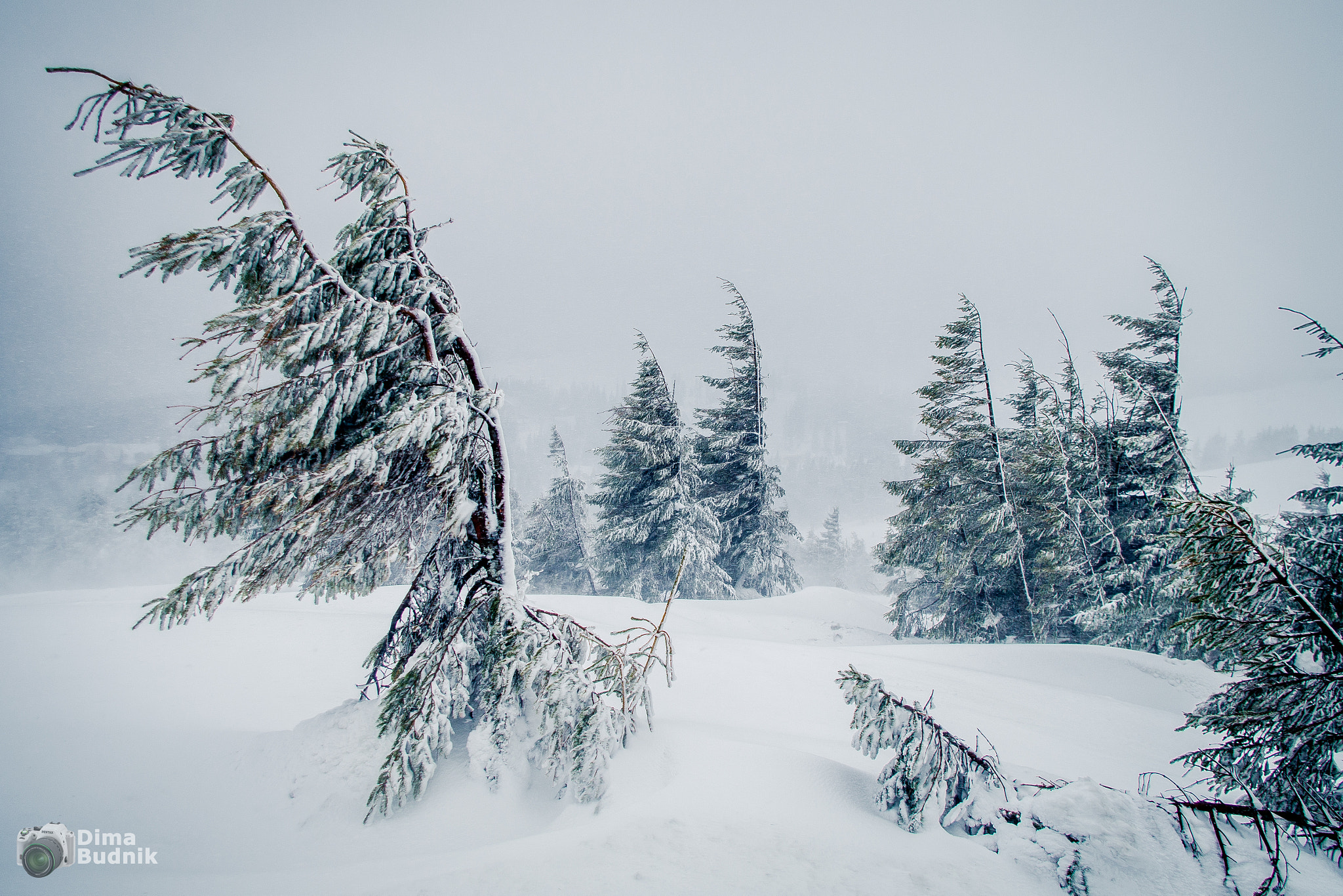 Pentax K-S2 sample photo. Winter forest photography