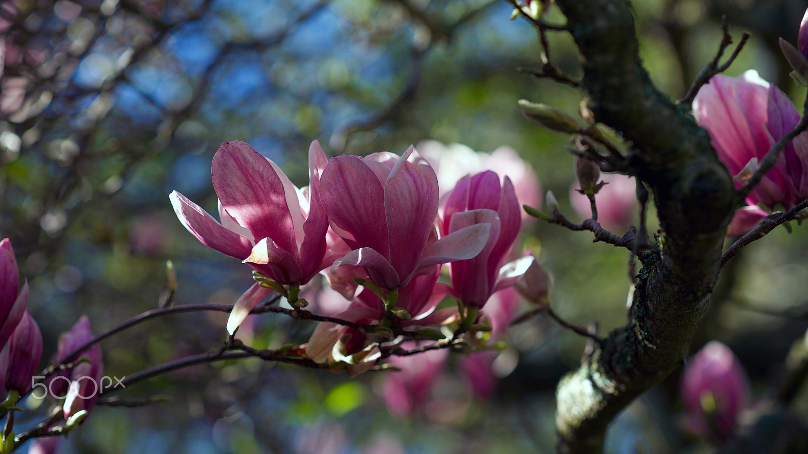 Sony FE 85mm F1.4 GM sample photo. Kick it right down 0303 photography