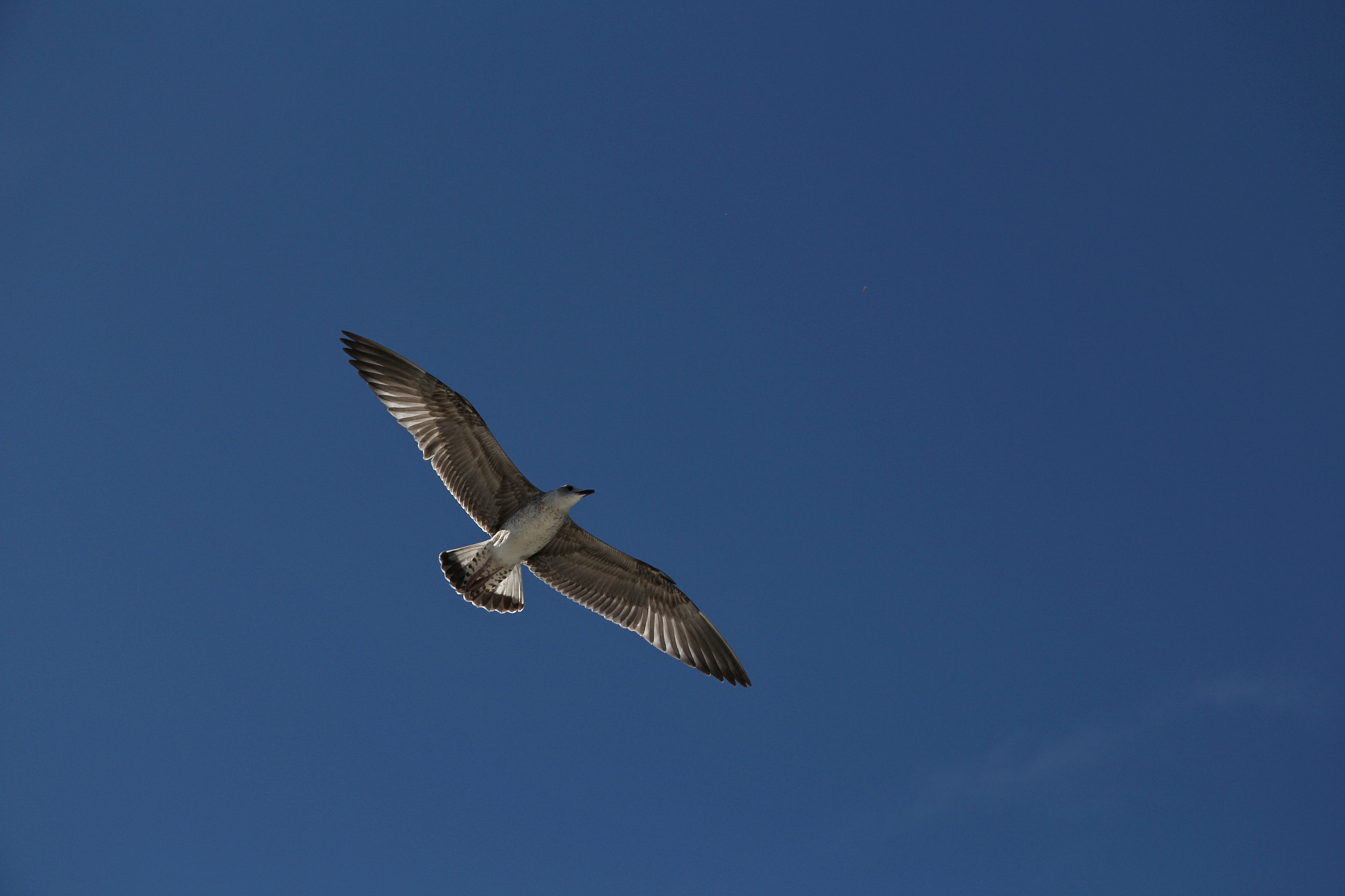 Canon EF-S 17-85mm F4-5.6 IS USM sample photo. Free as a bird photography