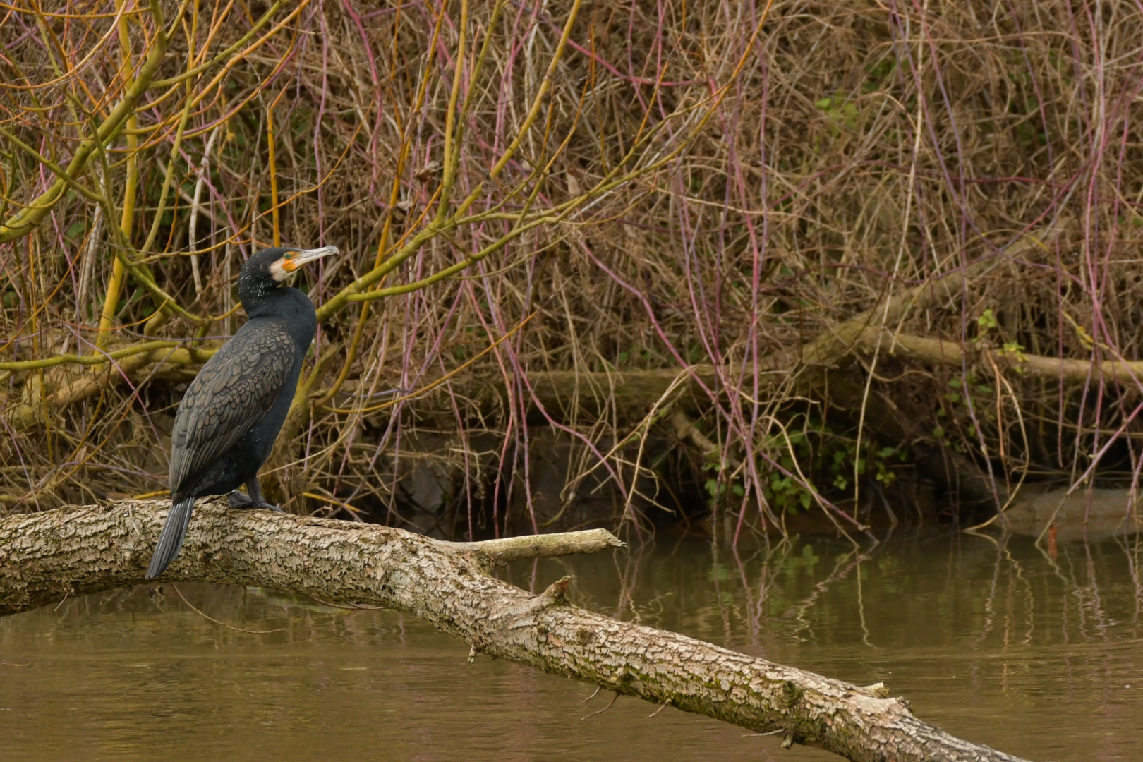 Sigma 150-600mm F5-6.3 DG OS HSM | C sample photo