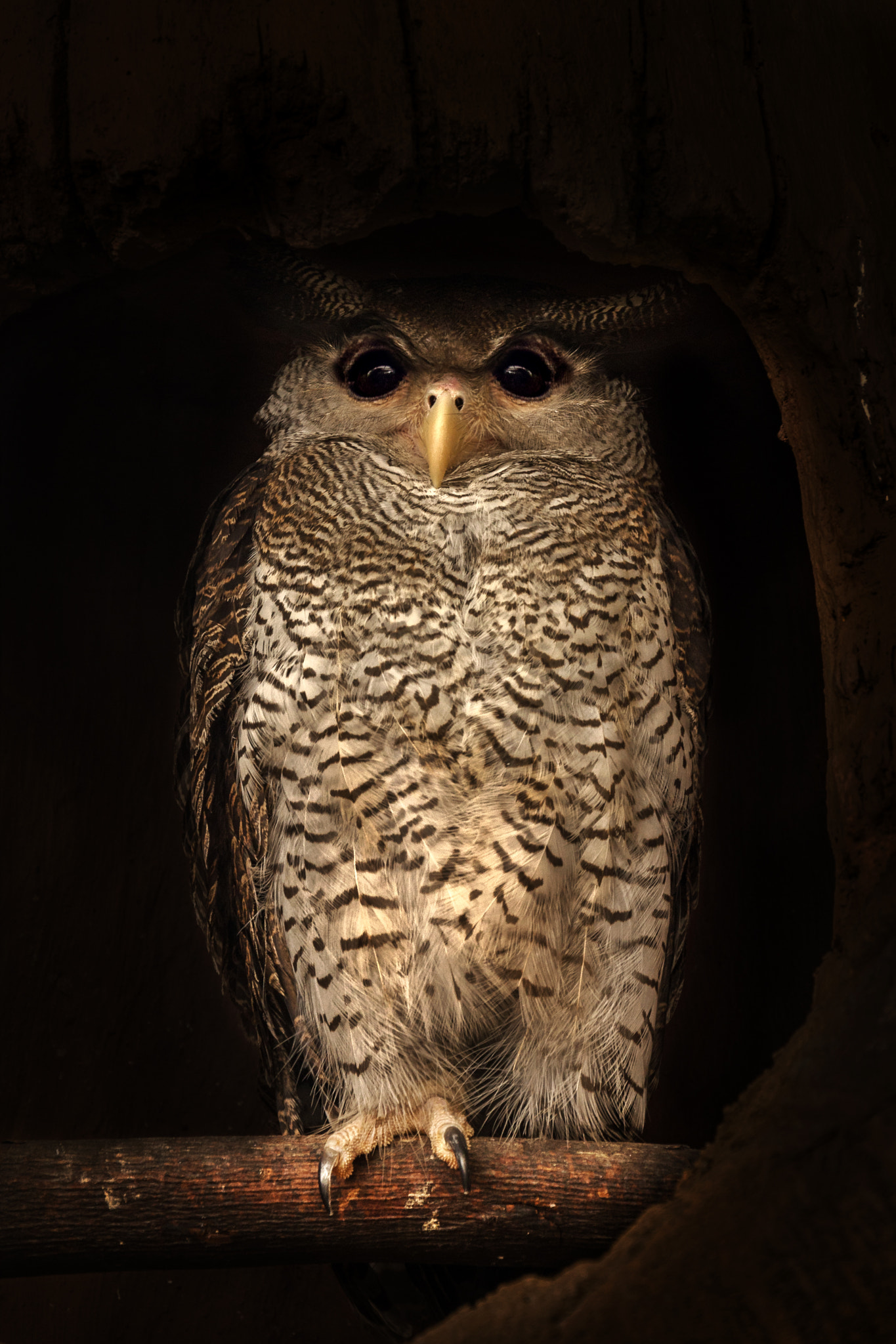 Nikon D610 sample photo. An owl photography