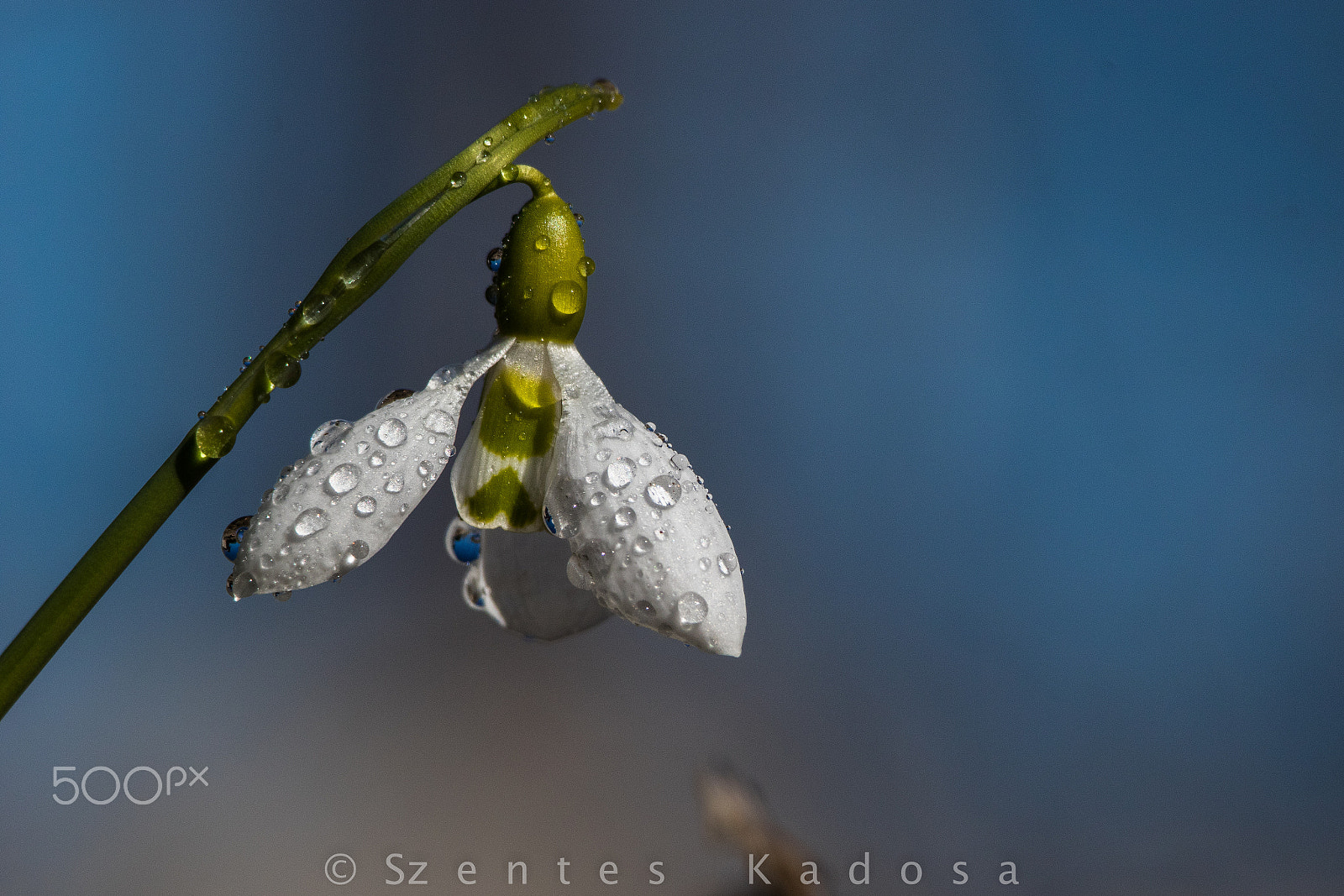 Sigma 150-500mm F5-6.3 DG OS HSM sample photo. Galanthus in the rain photography