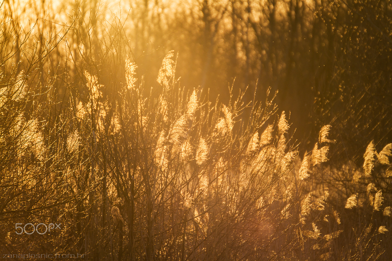 Tamron SP 35mm F1.8 Di VC USD sample photo. Golden whisper photography