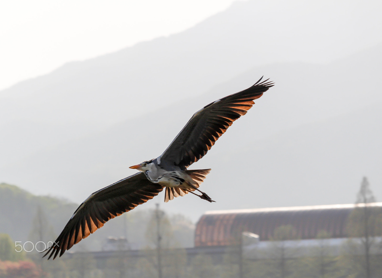 Canon EF-S 55-250mm F4-5.6 IS STM sample photo. Heron photography