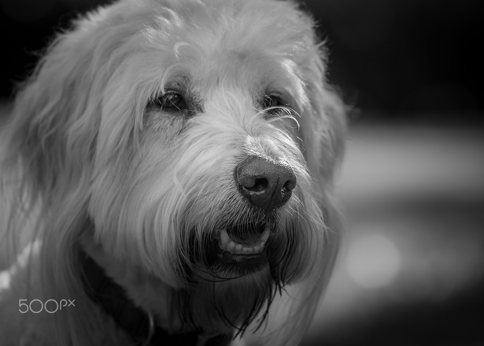 Canon EF 70-200mm F2.8L IS II USM sample photo. B&w violet photography