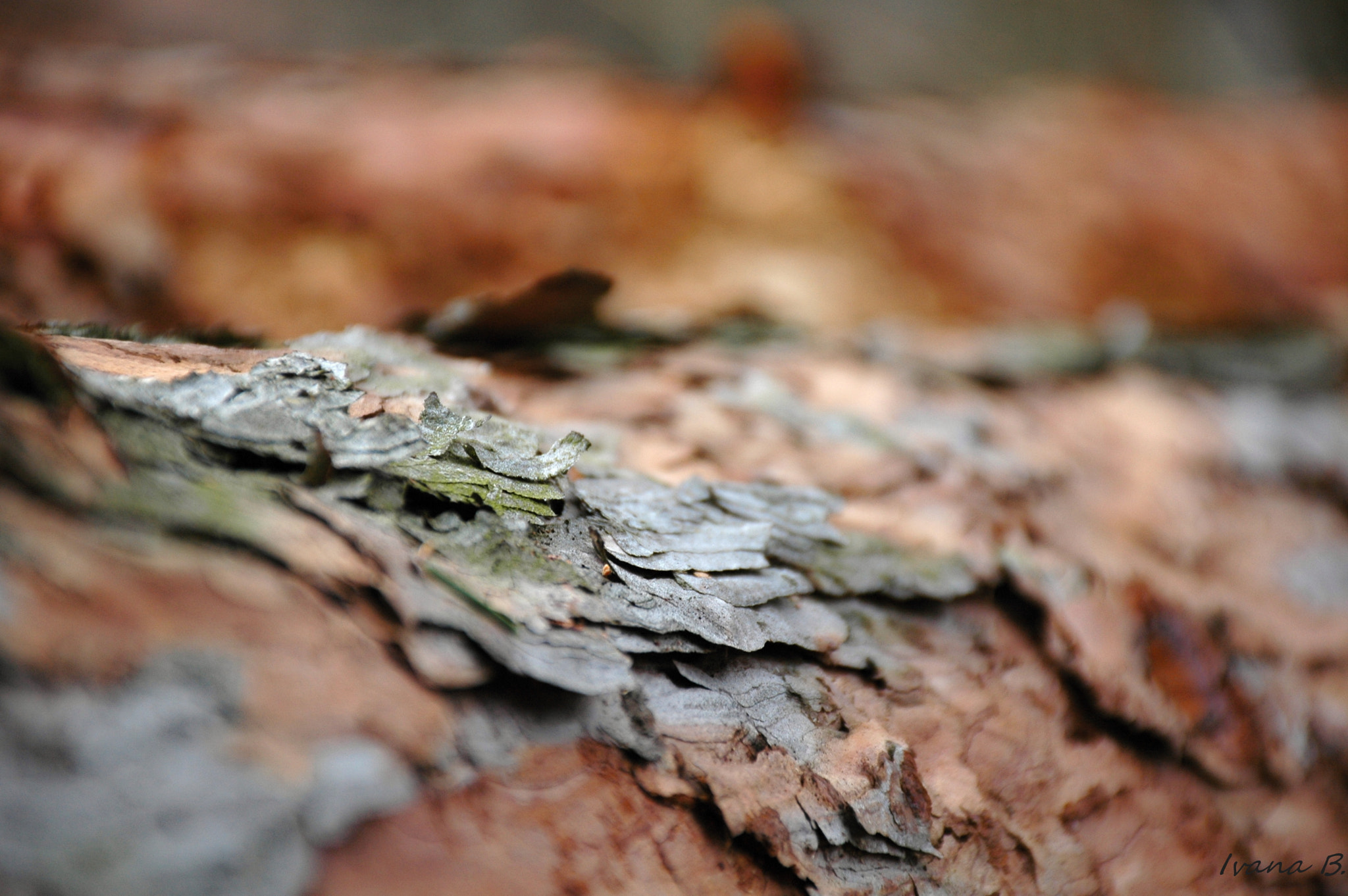 Nikon D70 sample photo. Bark photography