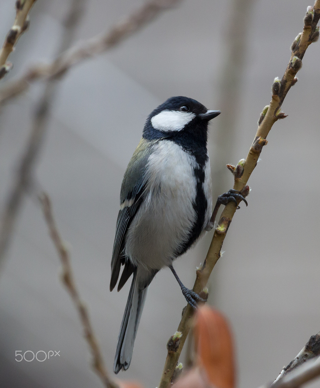 Canon EOS 100D (EOS Rebel SL1 / EOS Kiss X7) + Canon EF-S 55-250mm F4-5.6 IS STM sample photo. A great tit, a titmouse photography