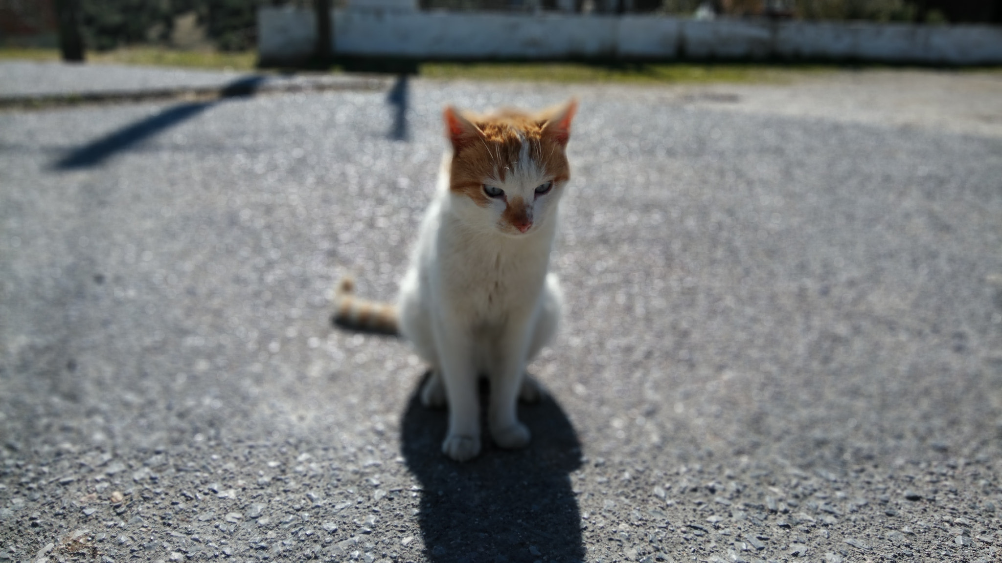 Xiaomi Redmi Pro sample photo. Mr mittens photography