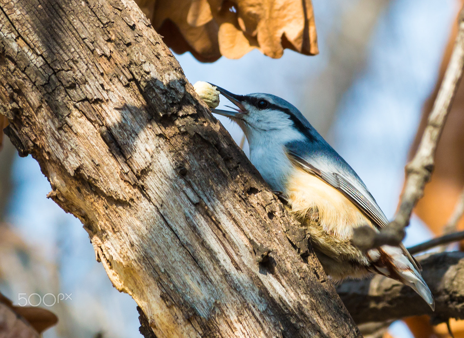 Canon EF-S 55-250mm F4-5.6 IS STM sample photo. A nuthatch photography