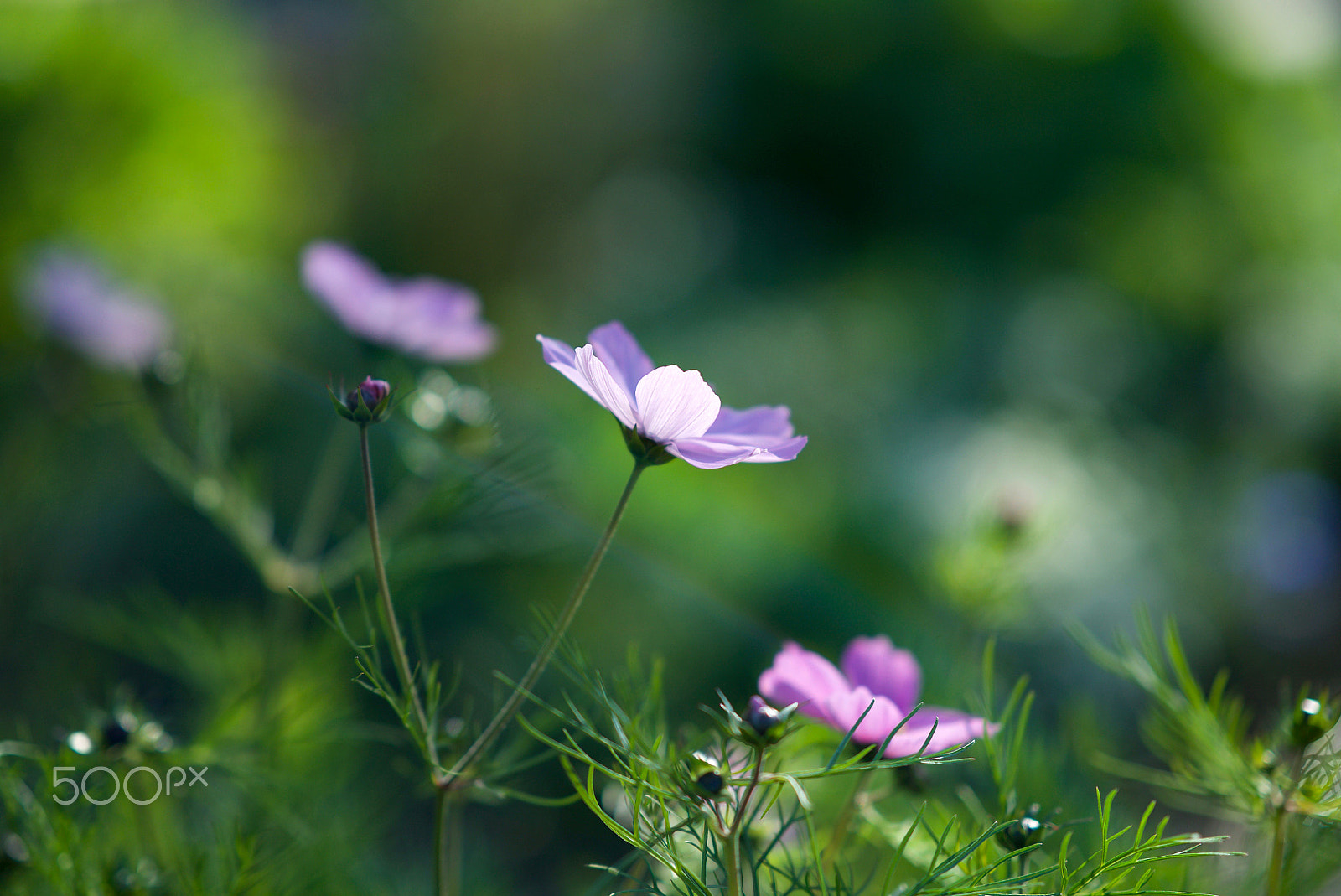 Sony FE 85mm F1.4 GM sample photo. When something's good it's never gone 0303 photography