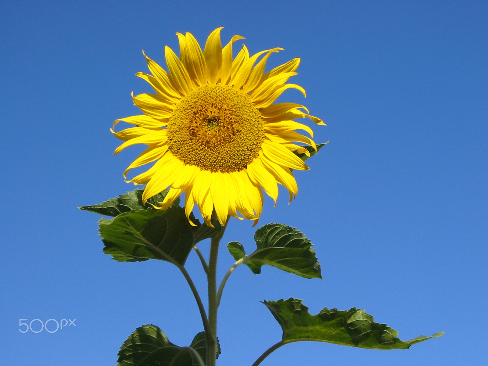 Canon POWERSHOT S330 sample photo. Sunflower summer 1 photography