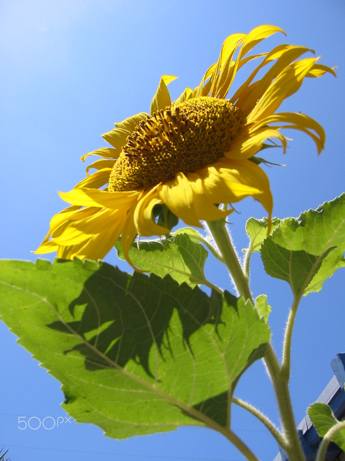 Canon POWERSHOT S330 sample photo. Sunflower summer 2 photography