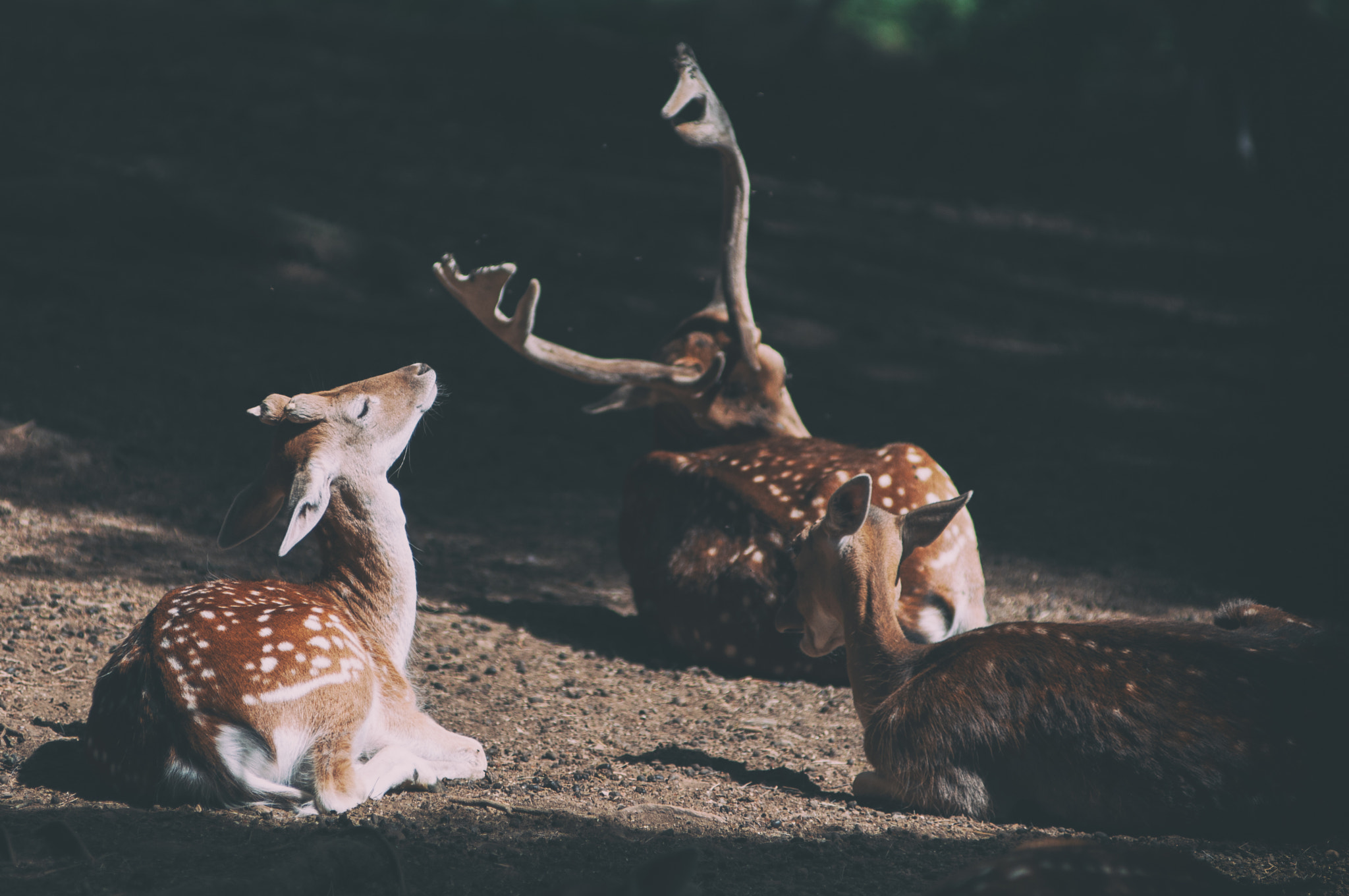 Nikon AF-Nikkor 80-200mm F2.8D ED sample photo. Whitetail photography