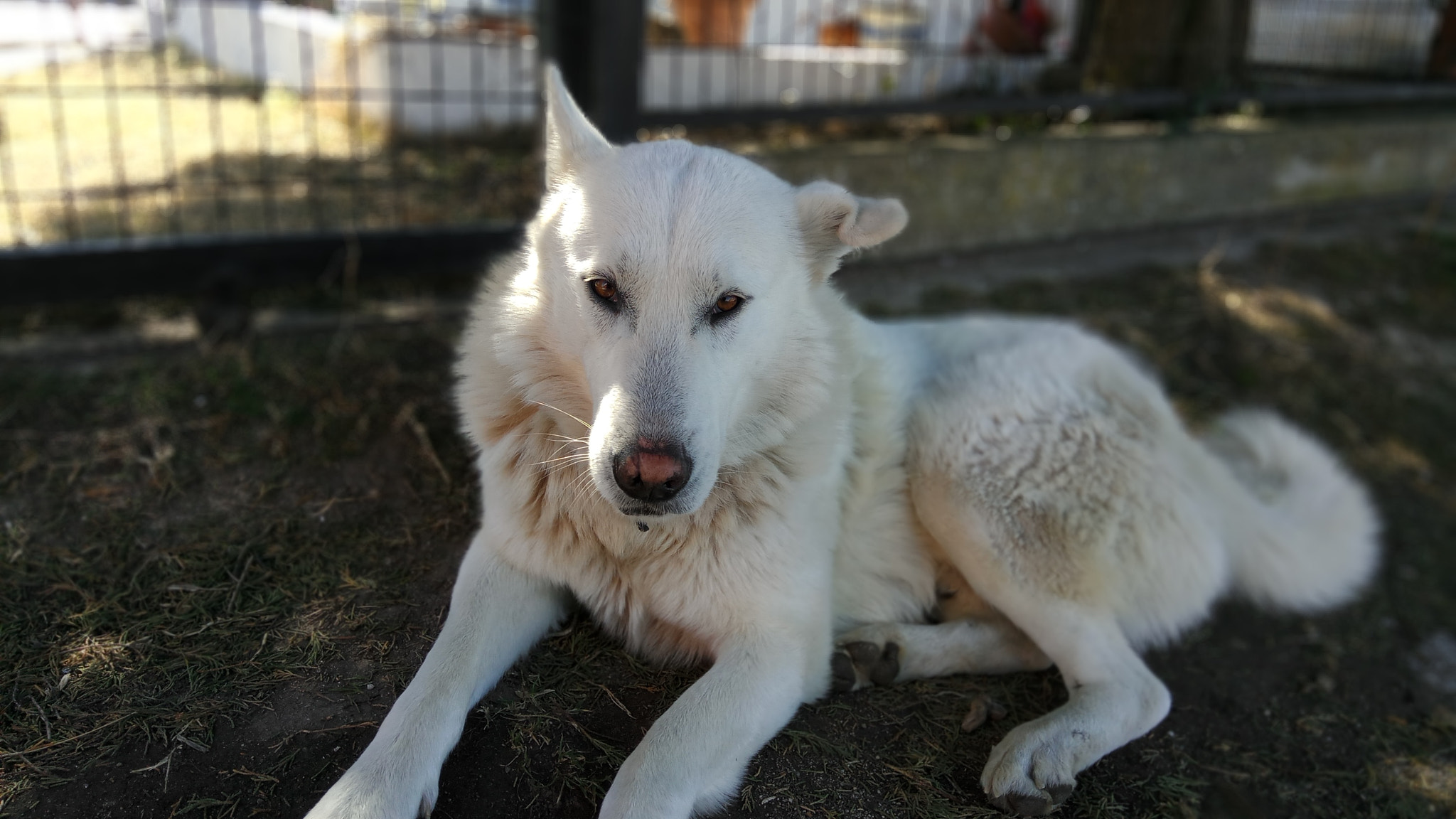 Xiaomi Redmi Pro sample photo. Huge doggo photography