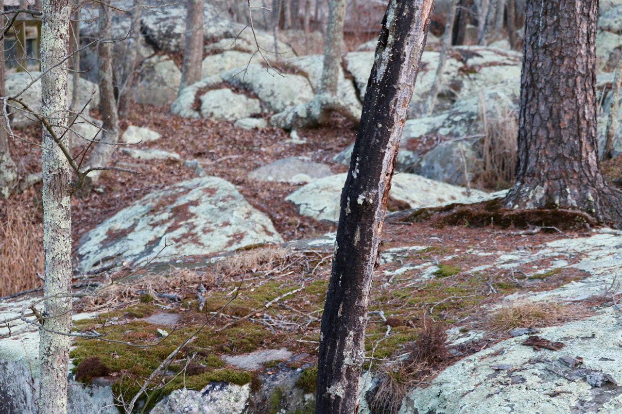 Canon EF-S 55-250mm F4-5.6 IS STM sample photo. February woods photography