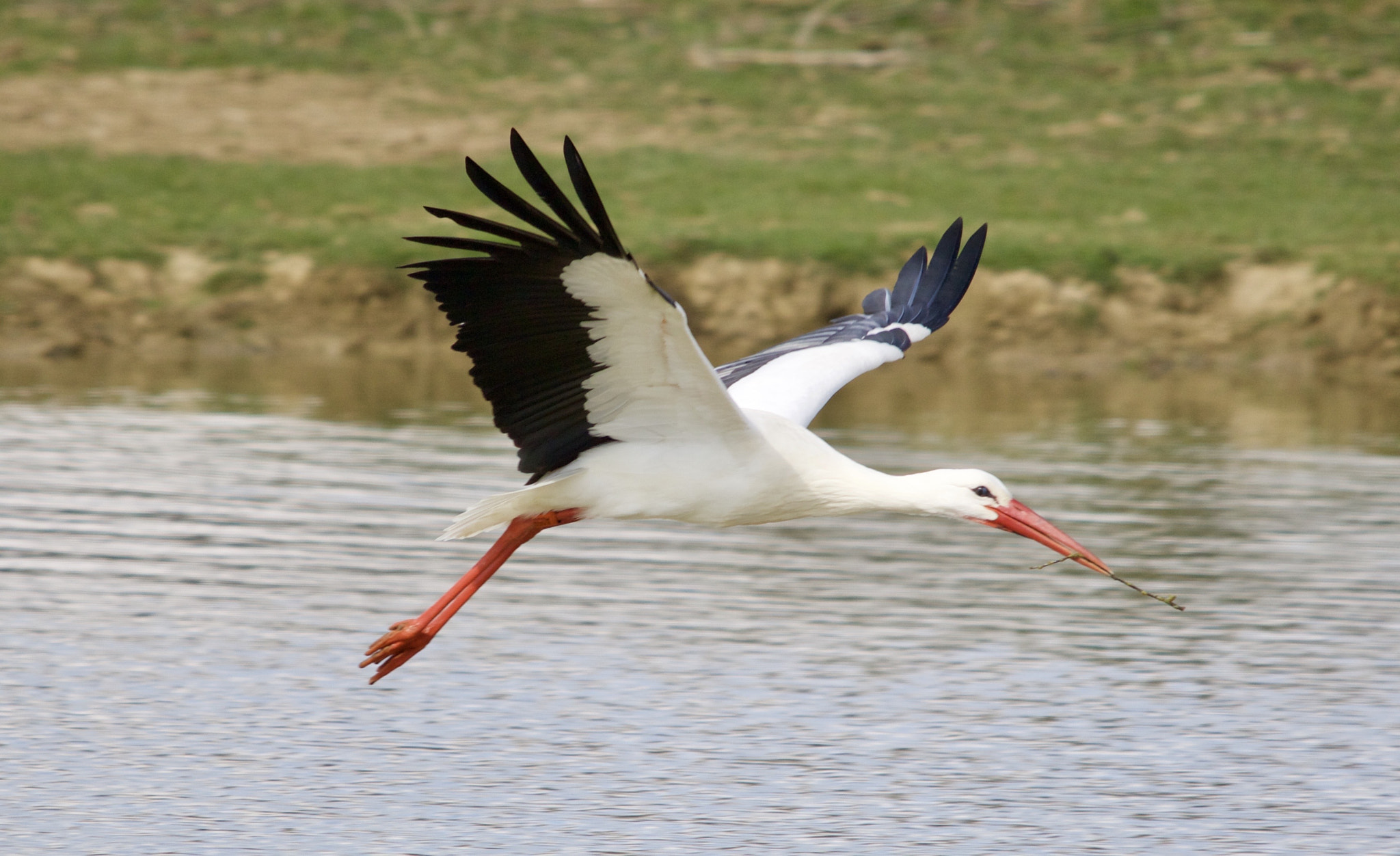 Sigma 150-500mm F5-6.3 DG OS HSM sample photo