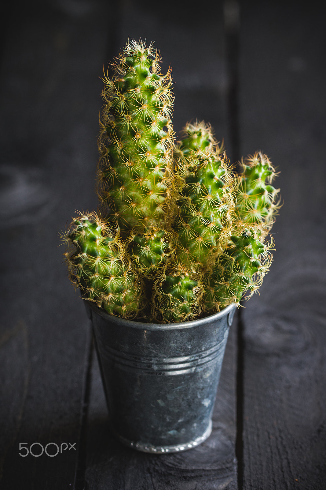 Canon EF 100mm F2.8L Macro IS USM sample photo. Cactus in the pot photography