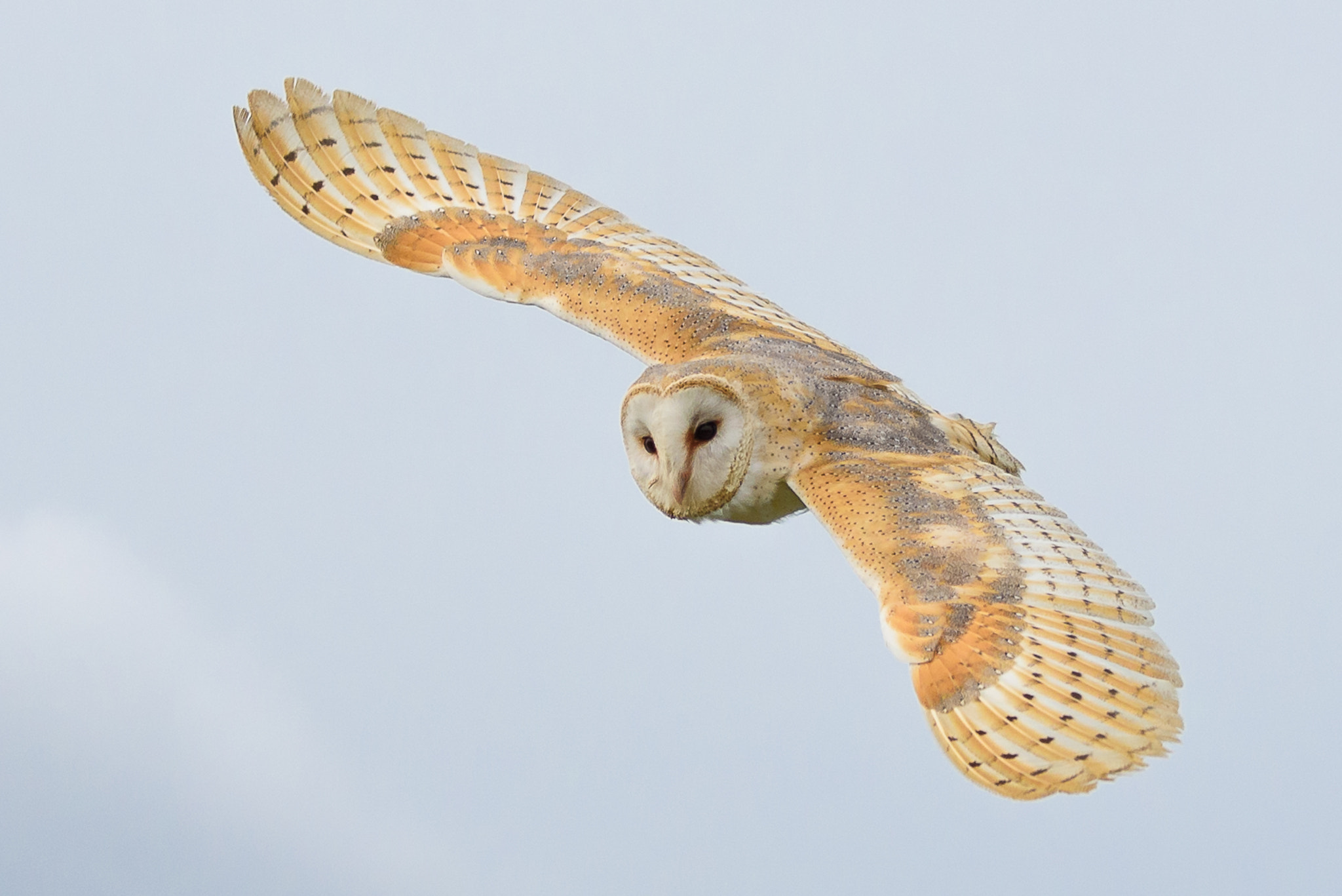 Nikon D750 + Nikon AF-S Nikkor 80-400mm F4.5-5.6G ED VR sample photo. Barn owl - full flight photography