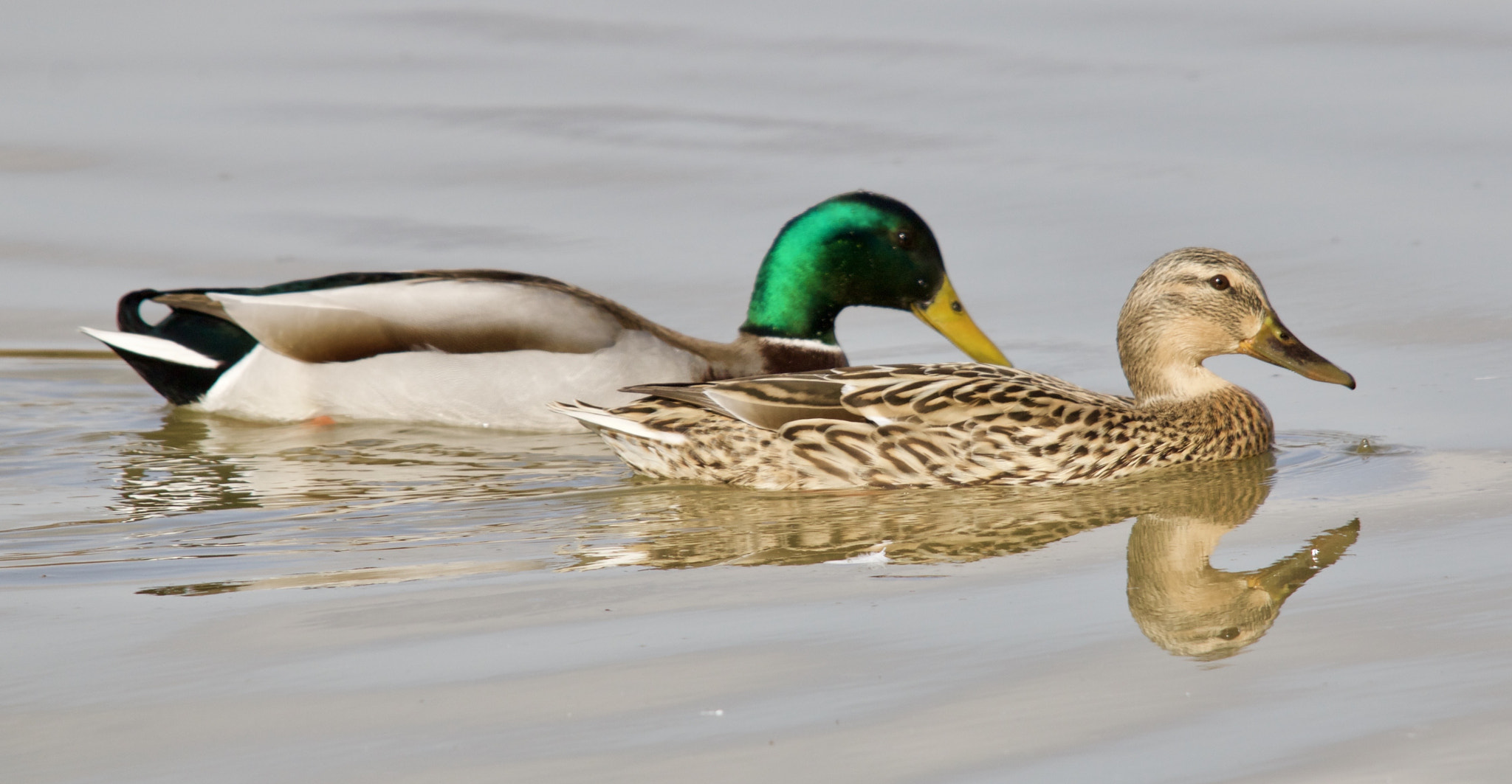 Sigma 150-500mm F5-6.3 DG OS HSM sample photo