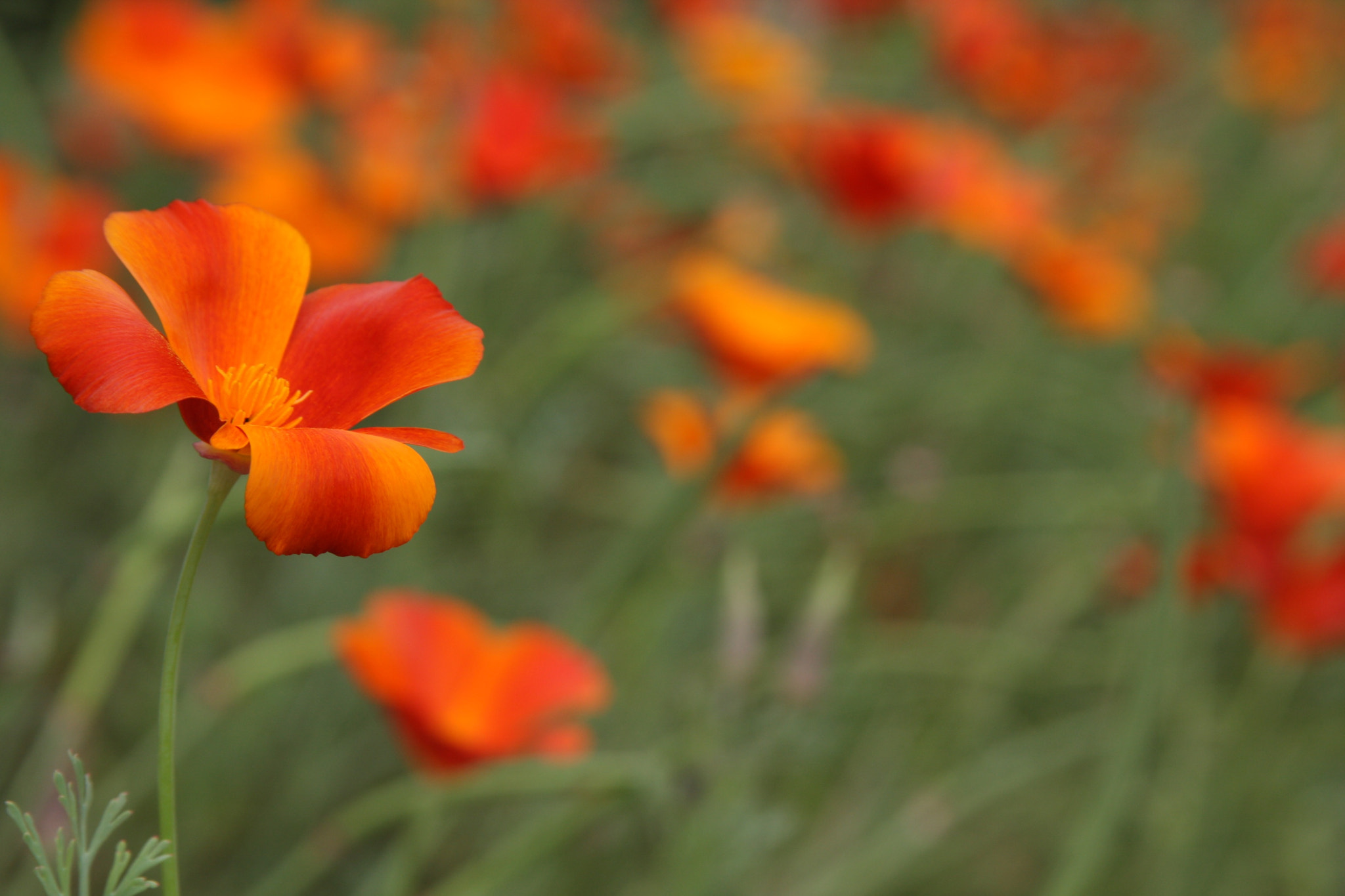 Canon EF 28-135mm F3.5-5.6 IS USM sample photo. Vibrant photography