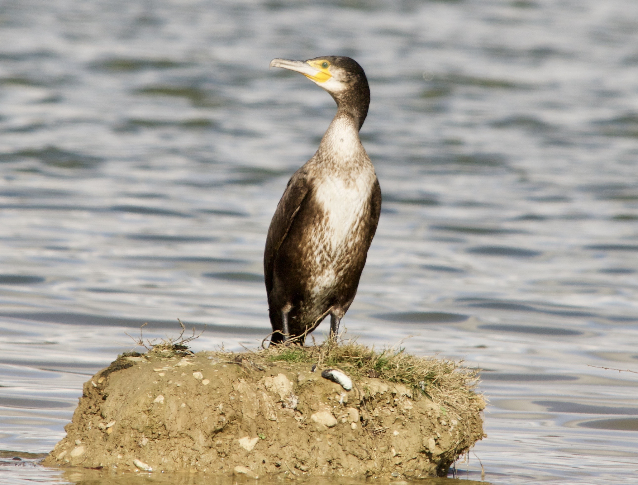 Sigma 150-500mm F5-6.3 DG OS HSM sample photo