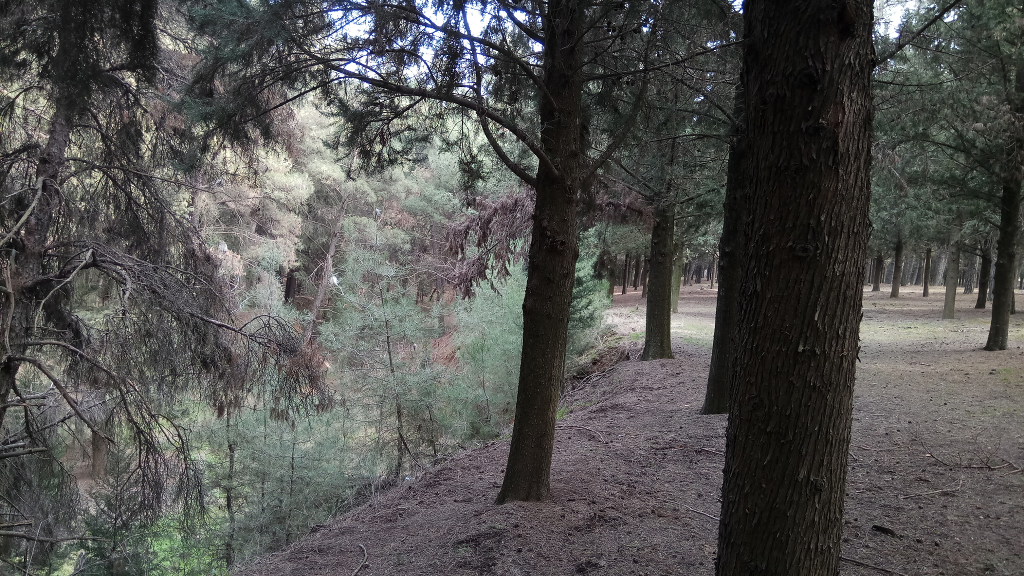 Xiaomi Redmi Pro sample photo. Forest escape photography